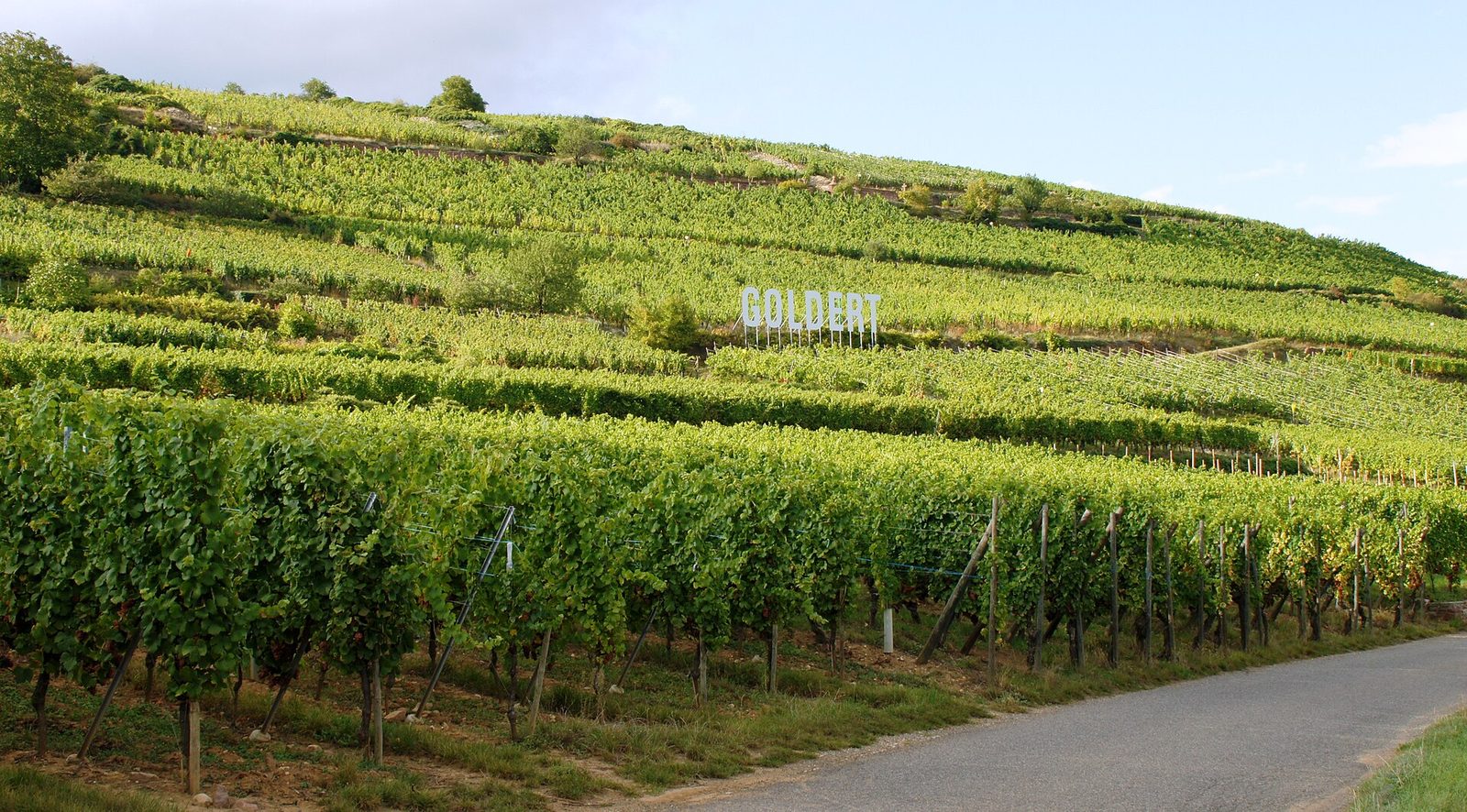 Gran cru Goldert