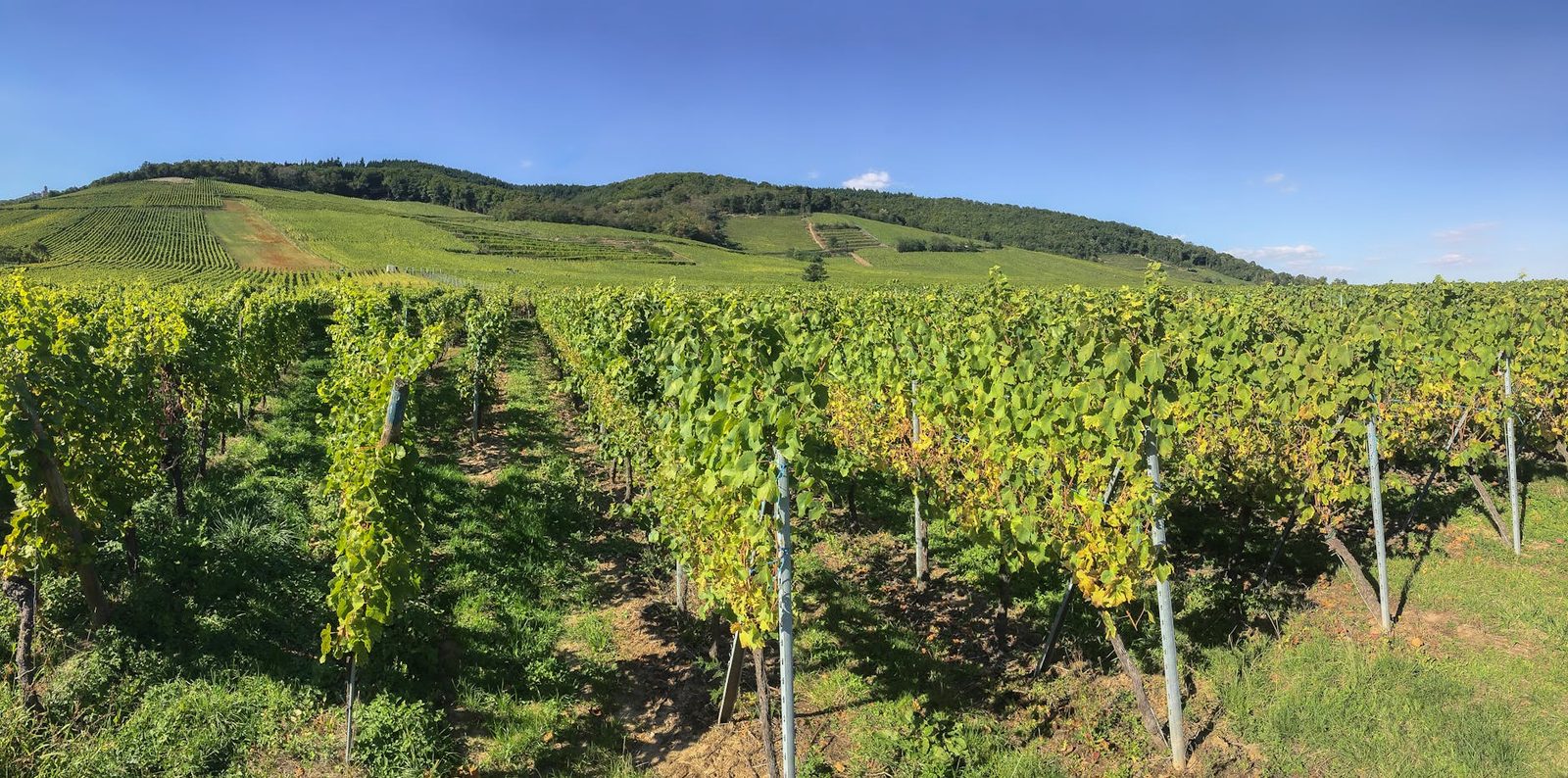 Expansive vineyard landscape in Riquewihr, Grand Est, captured during summer daylight.