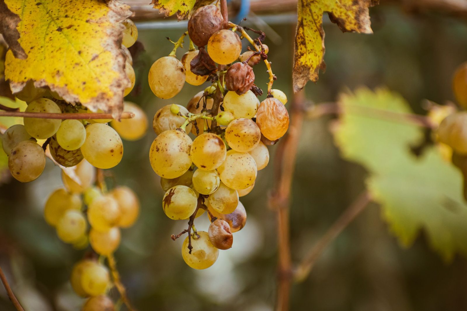 Close-up of ripe yellow grapes hanging on a vine with autumn leaves nearby.