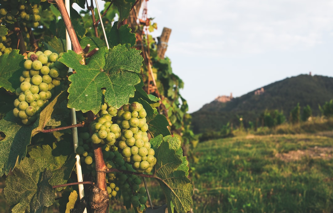a bunch of grapes hanging from a vine