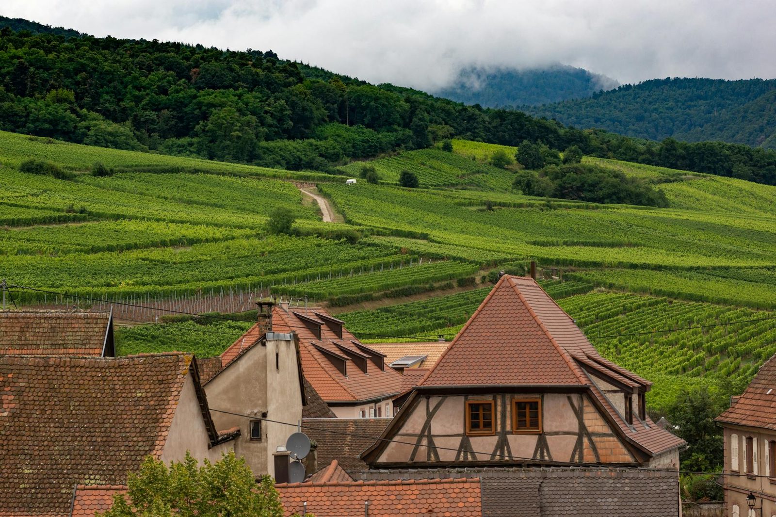 Beautiful vineyards and traditional farmhouses in Dambach-la-Ville, Grand Est, France.