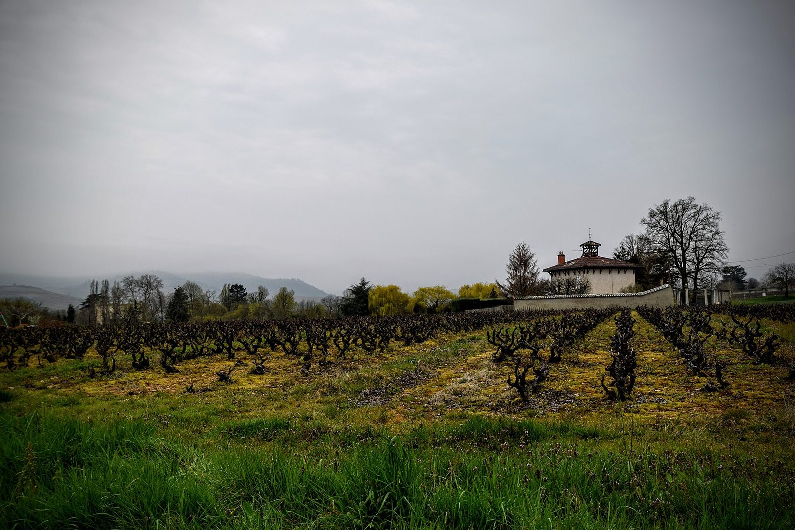 Beaujolais Vineyard (26177549432)