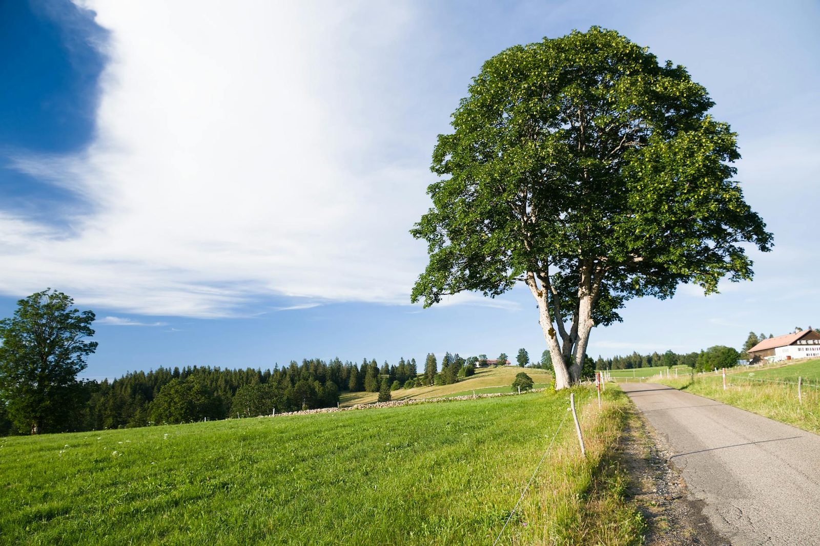 Scenic view of Swiss countryside with a solitary tree and pathway under a bright sky.