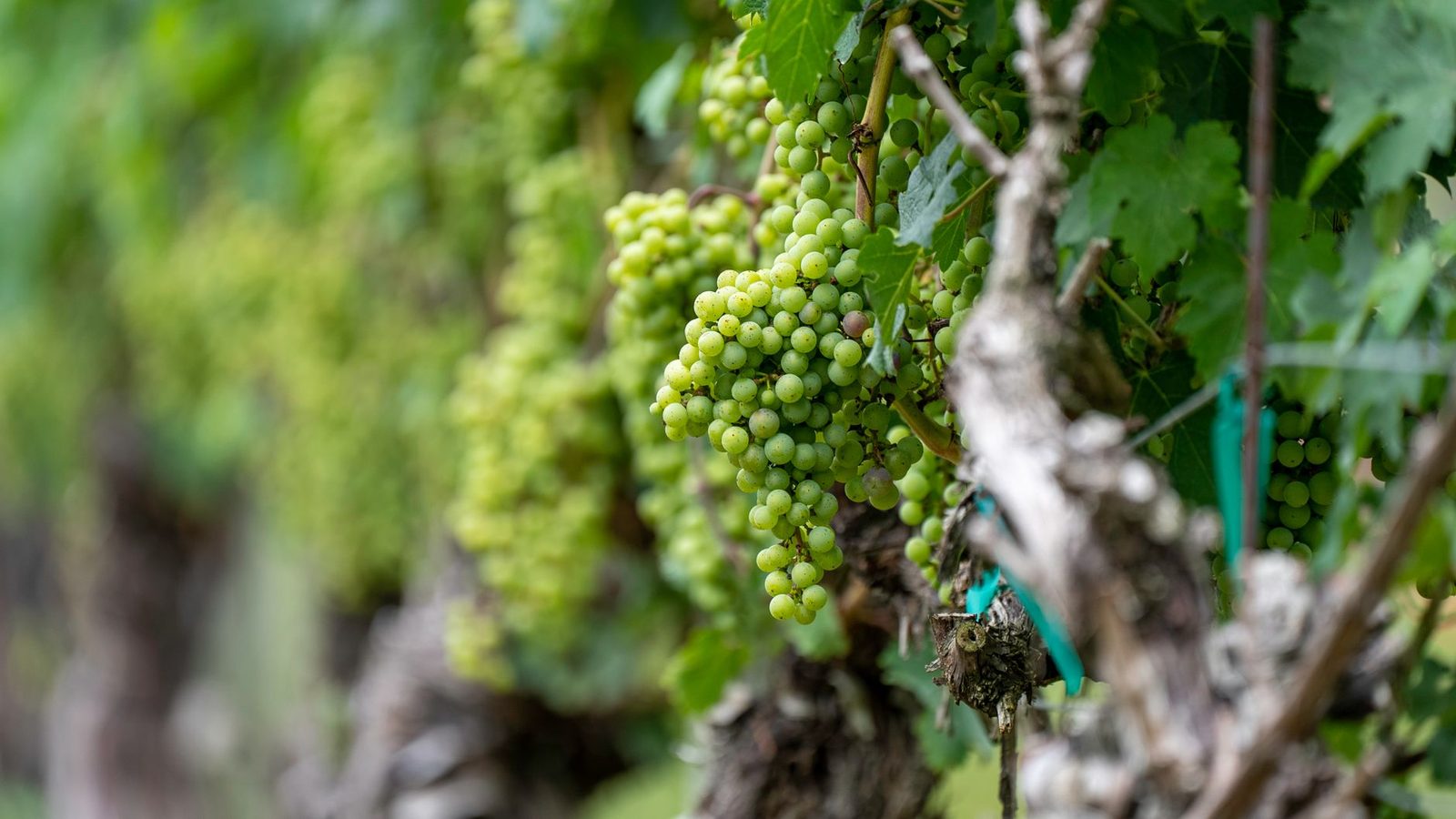 Lush green grapes growing in a North Carolina vineyard, ideal for wine production.