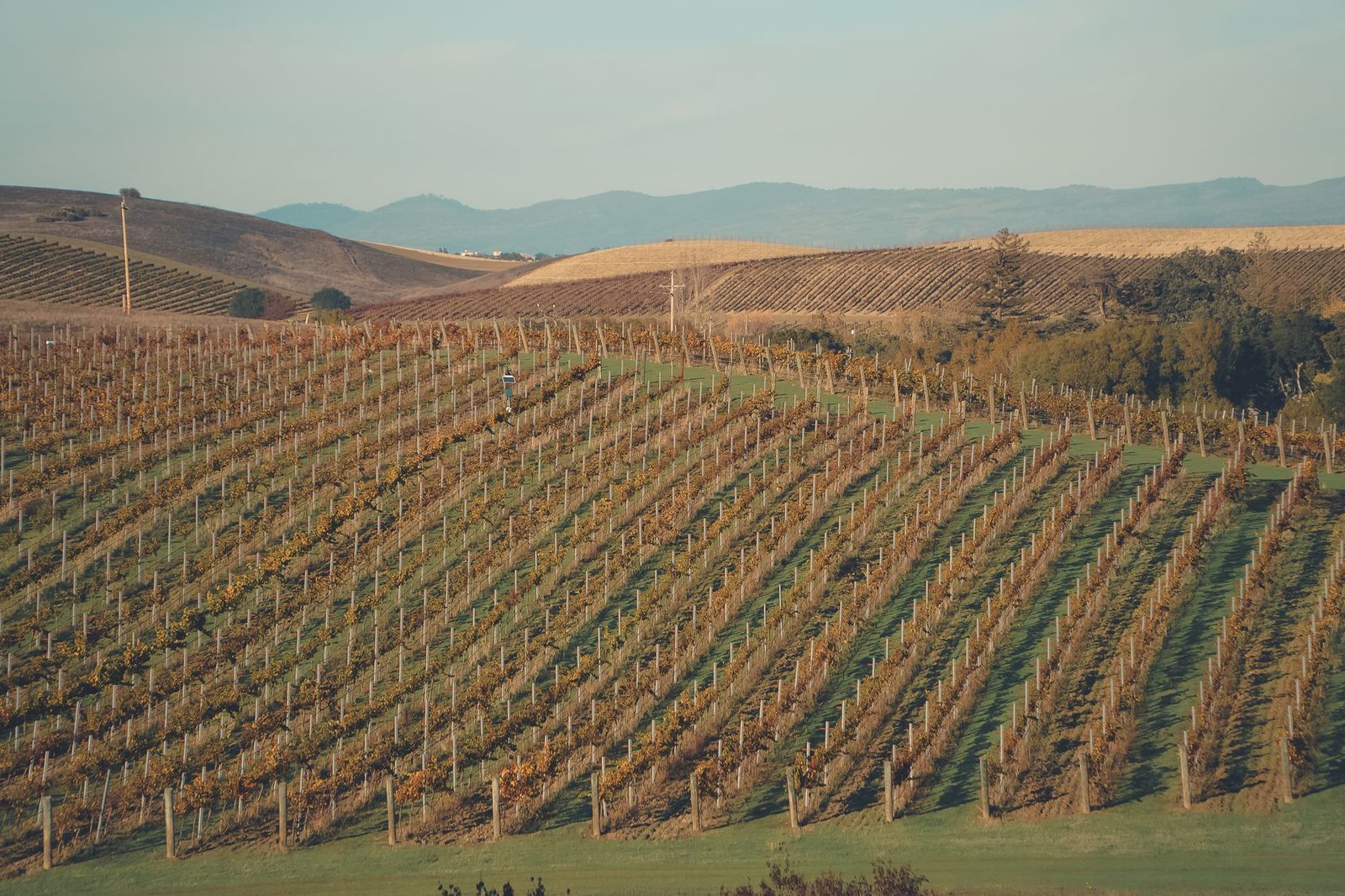 Explore the lush vineyards of Napa Valley, California, showcasing vibrant autumn colors under a bright sky.