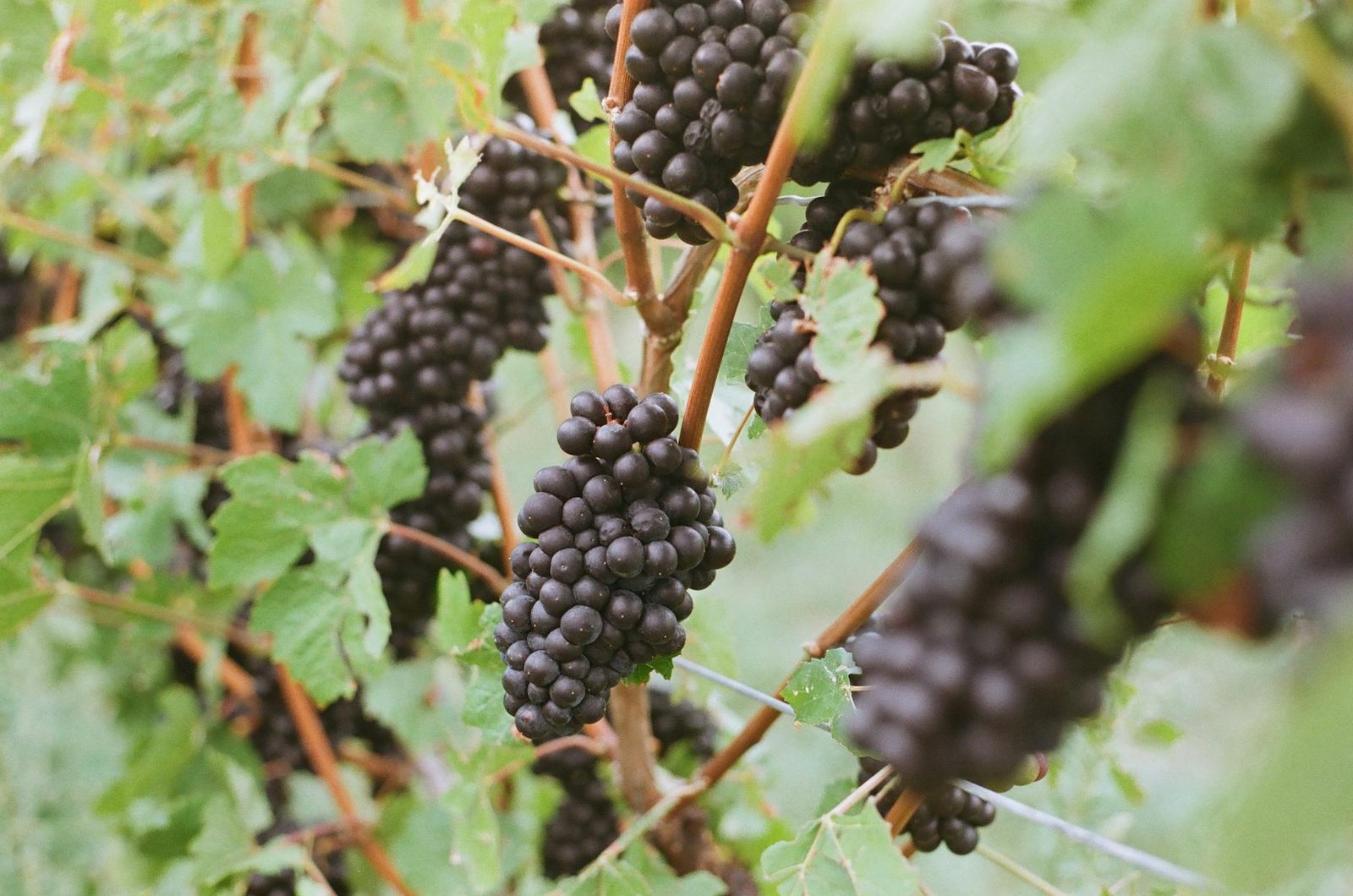 Burgundy grape varieties