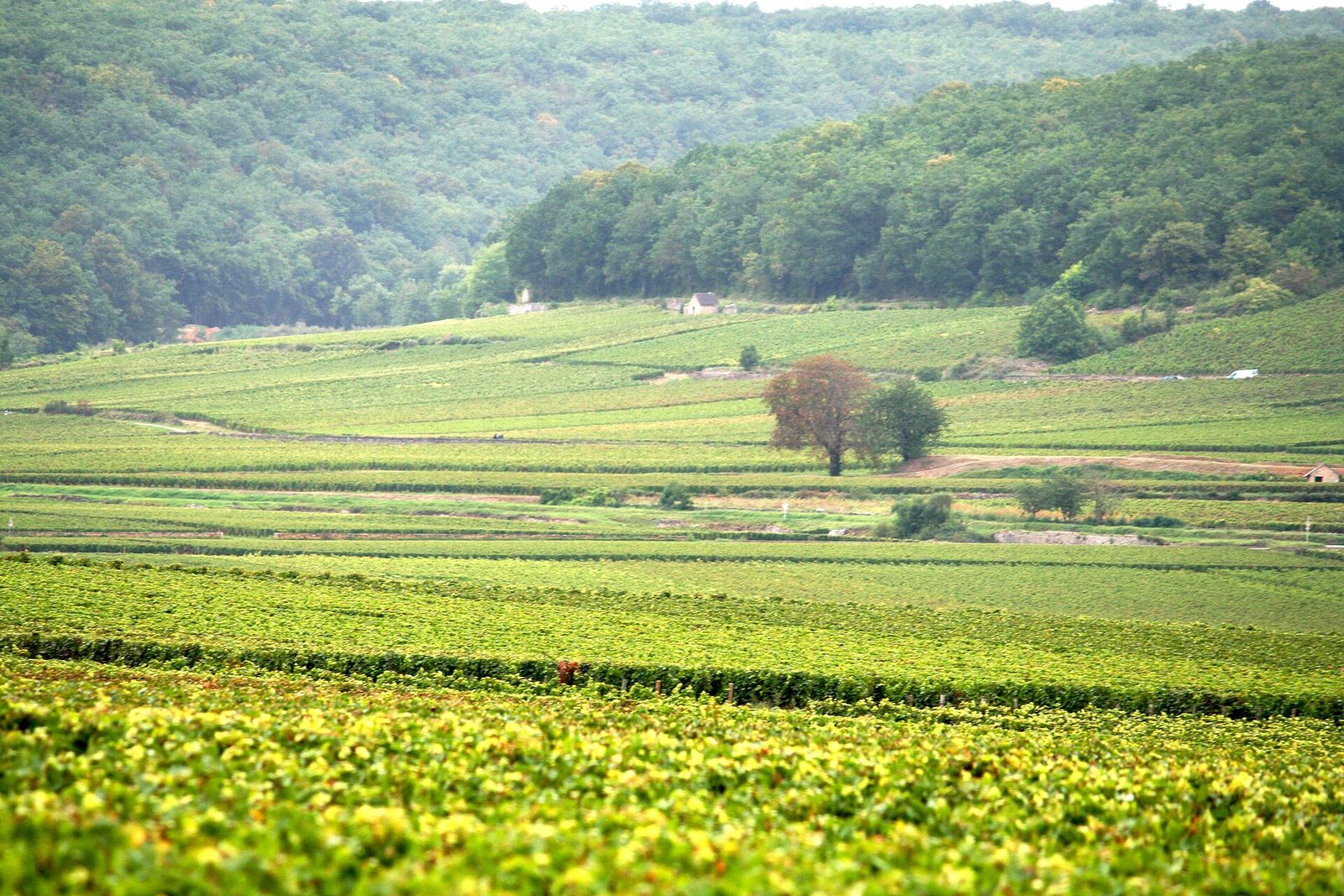 Burgundy wine region of France