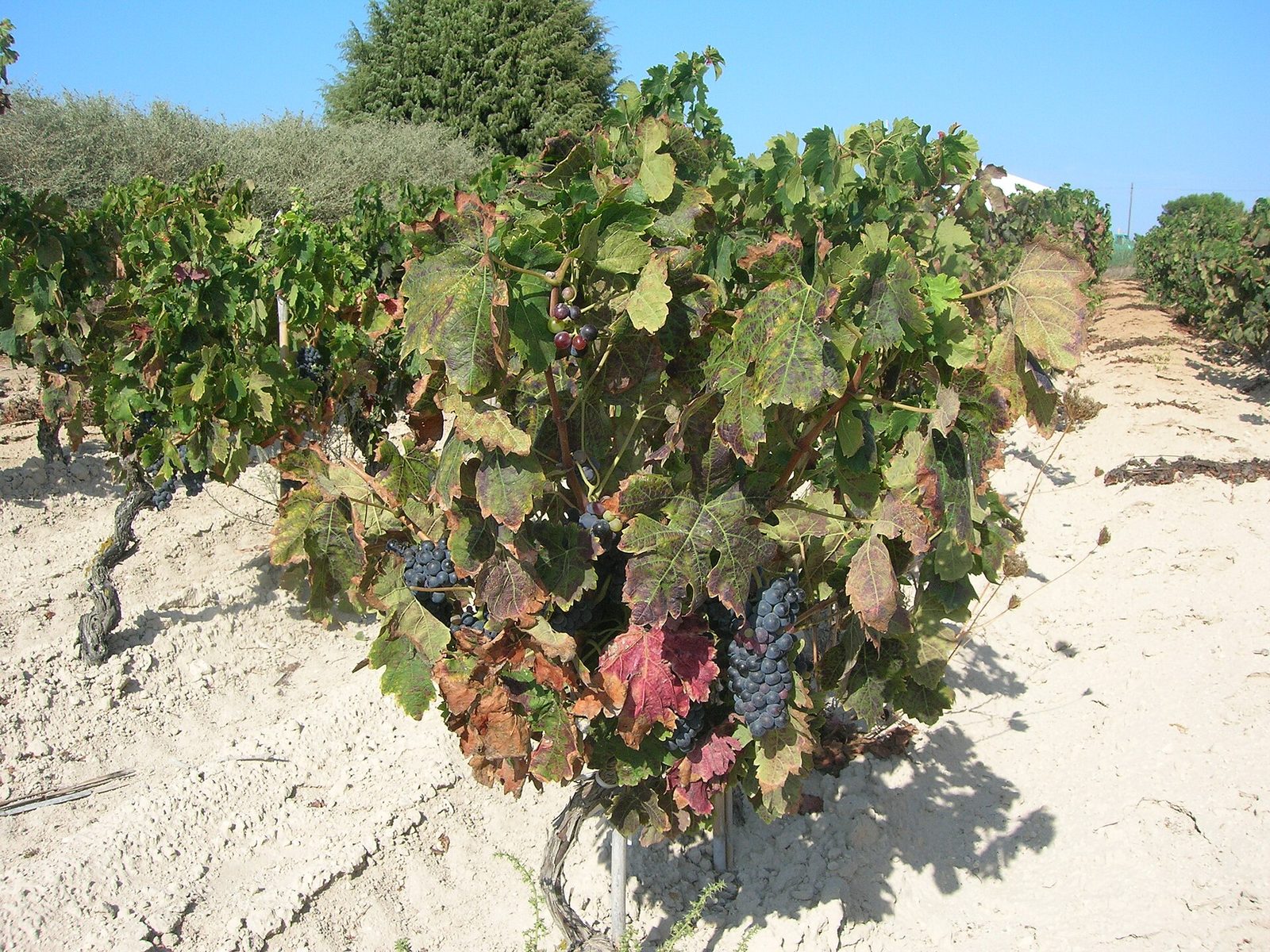 La Casa di Sophia and her Carignano del Sulcis grapes