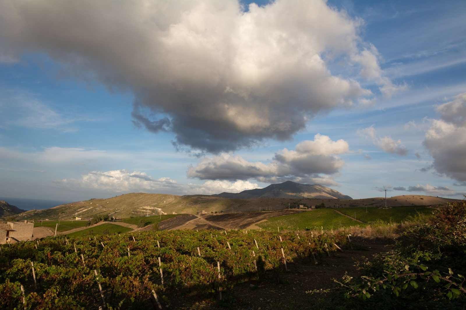 A picturesque vineyard with mountains and dramatic clouds under a clear sky.