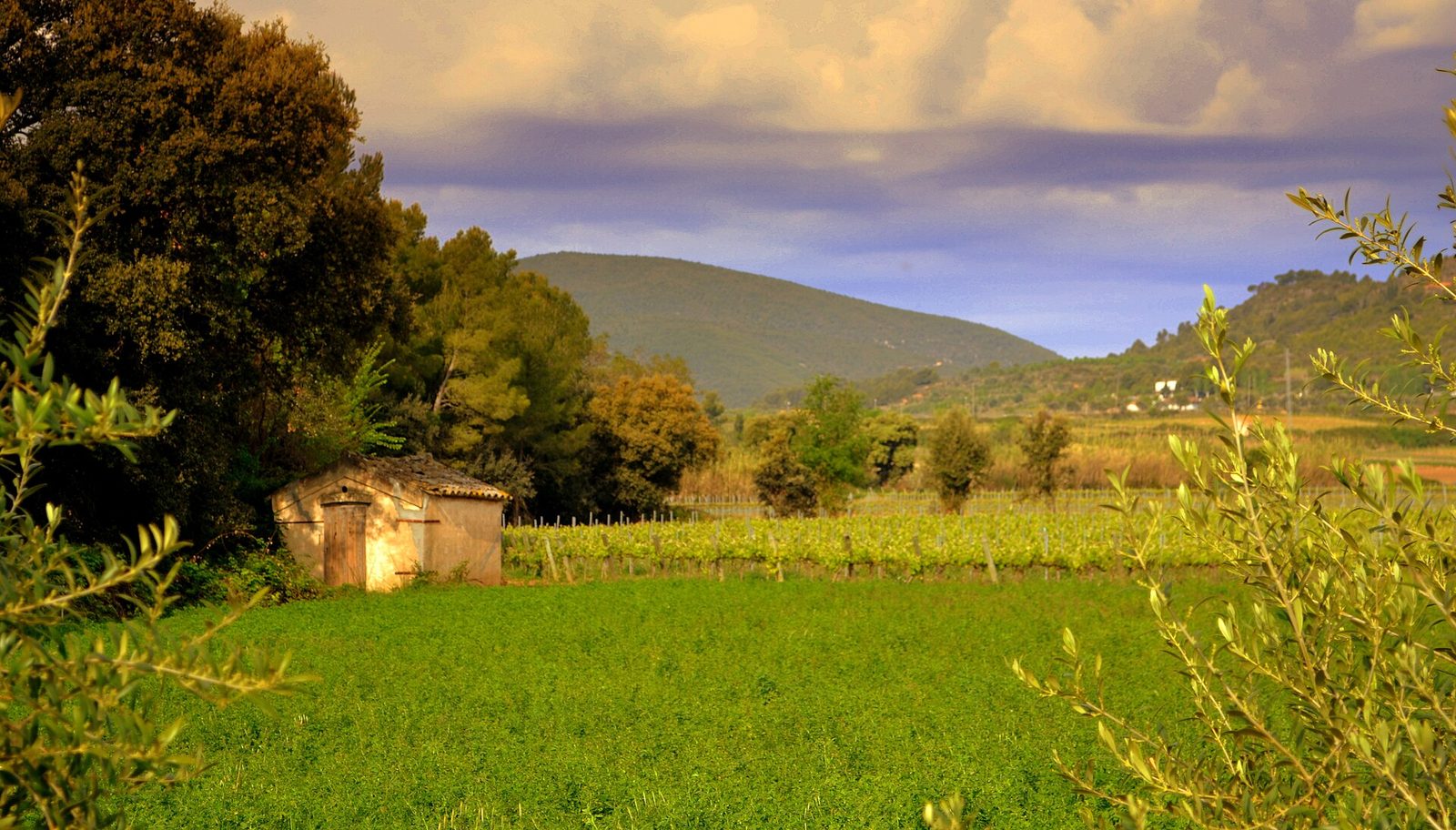 Paisatge del Penedes, Primavera.