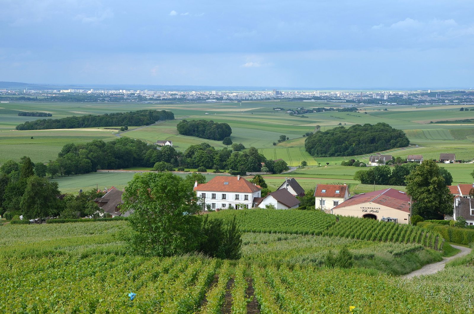 La montagne de Reims DSC 0226