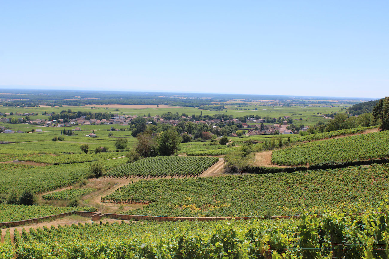 Château de Marsannay l L'appellation montante