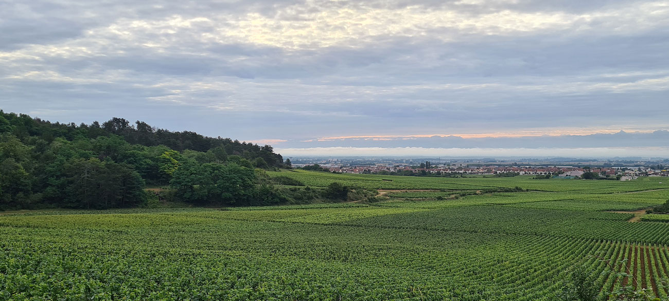 Château de Marsannay l L'appellation montante