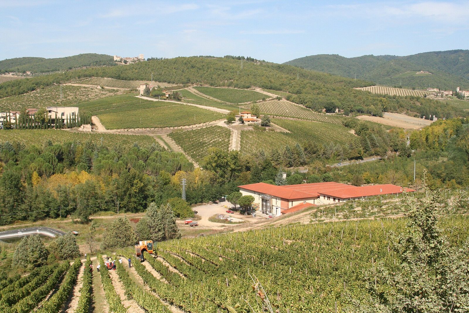Chianti vineyard with harvest activity