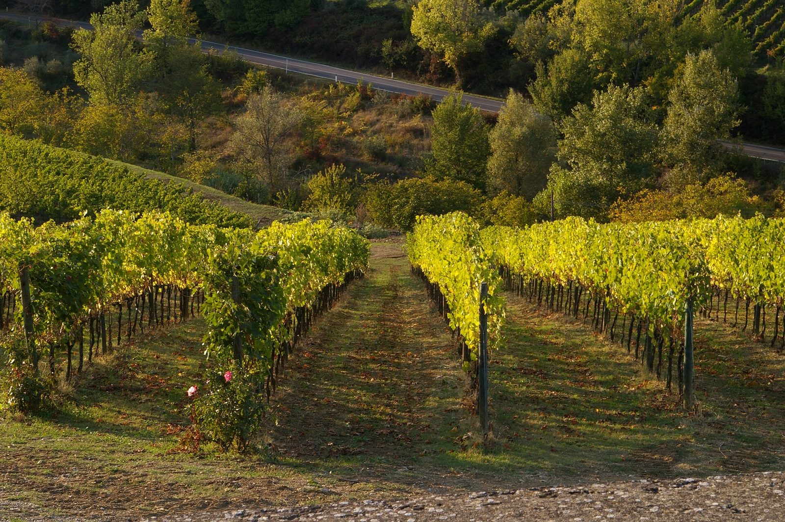 Chianti road in Tuscany