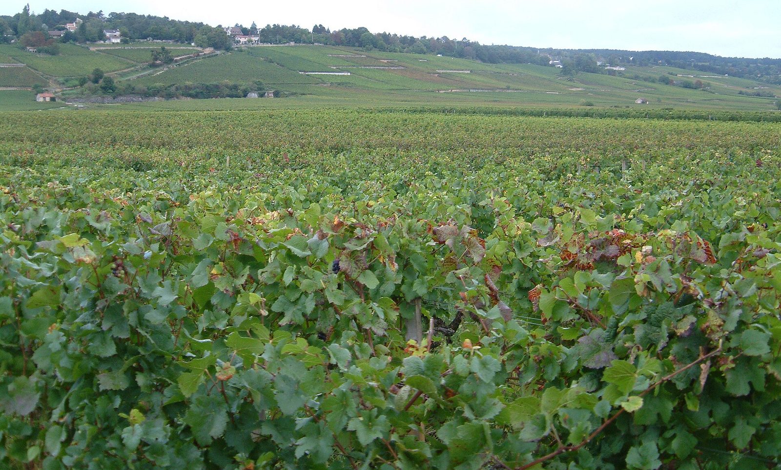 Frankreich-Burgund-Weinberg direkt bei Beaune