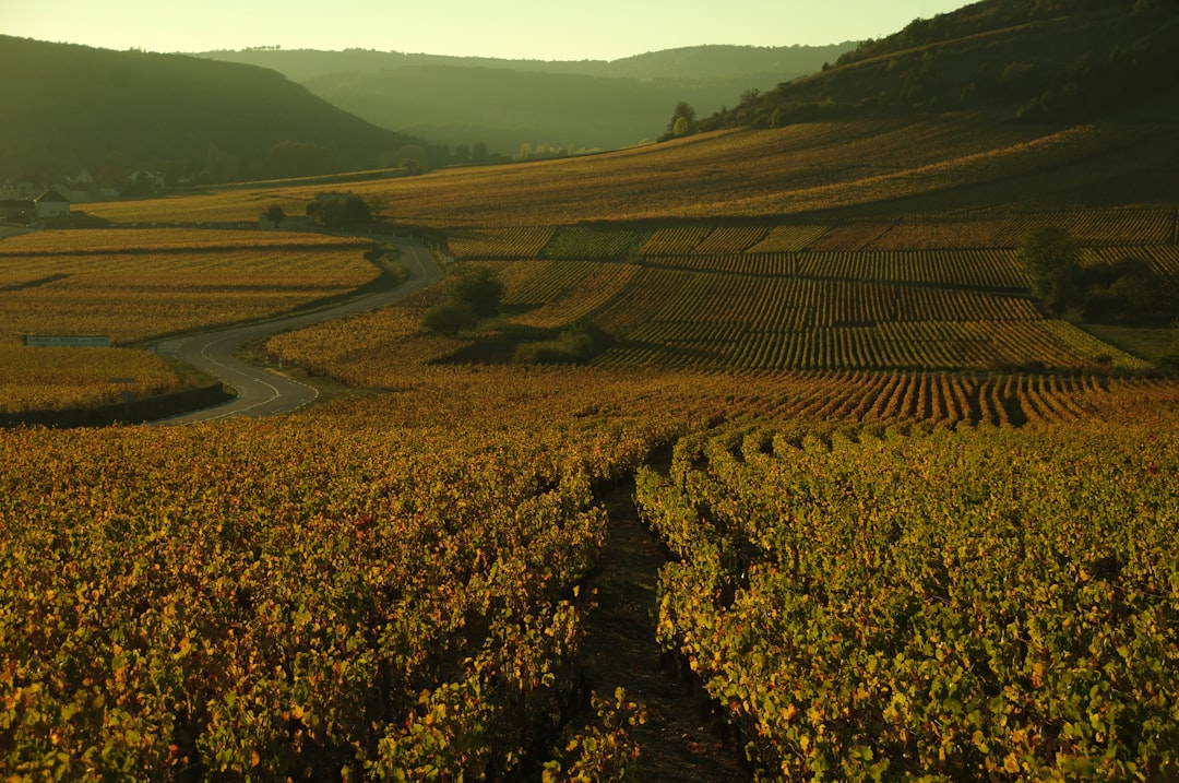 Person walking through a vineyard at sunset