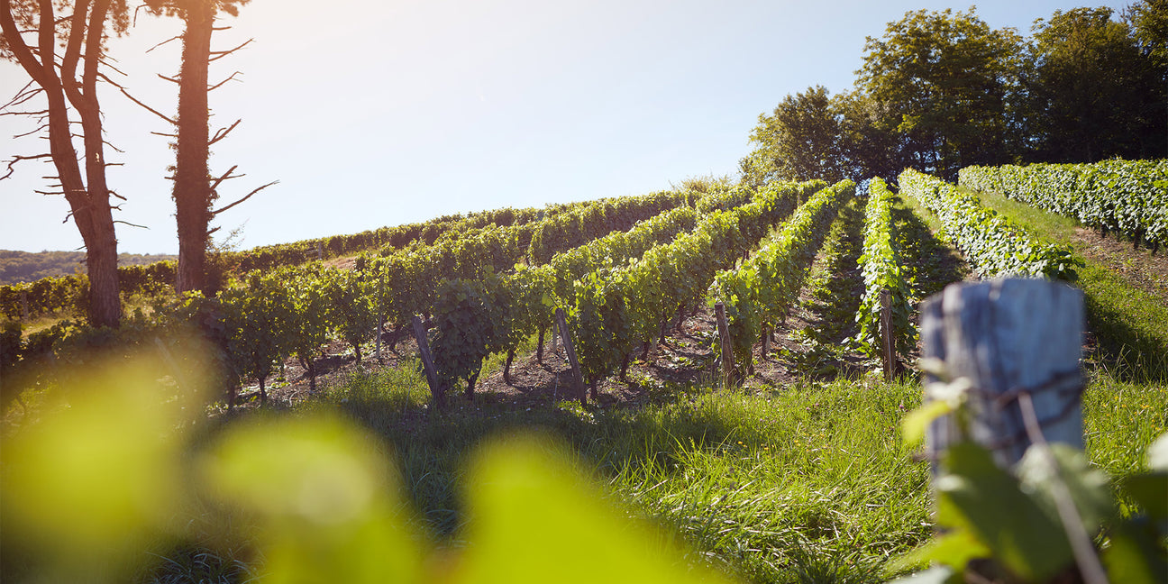 Domaine Rolet - Arbois - Jura