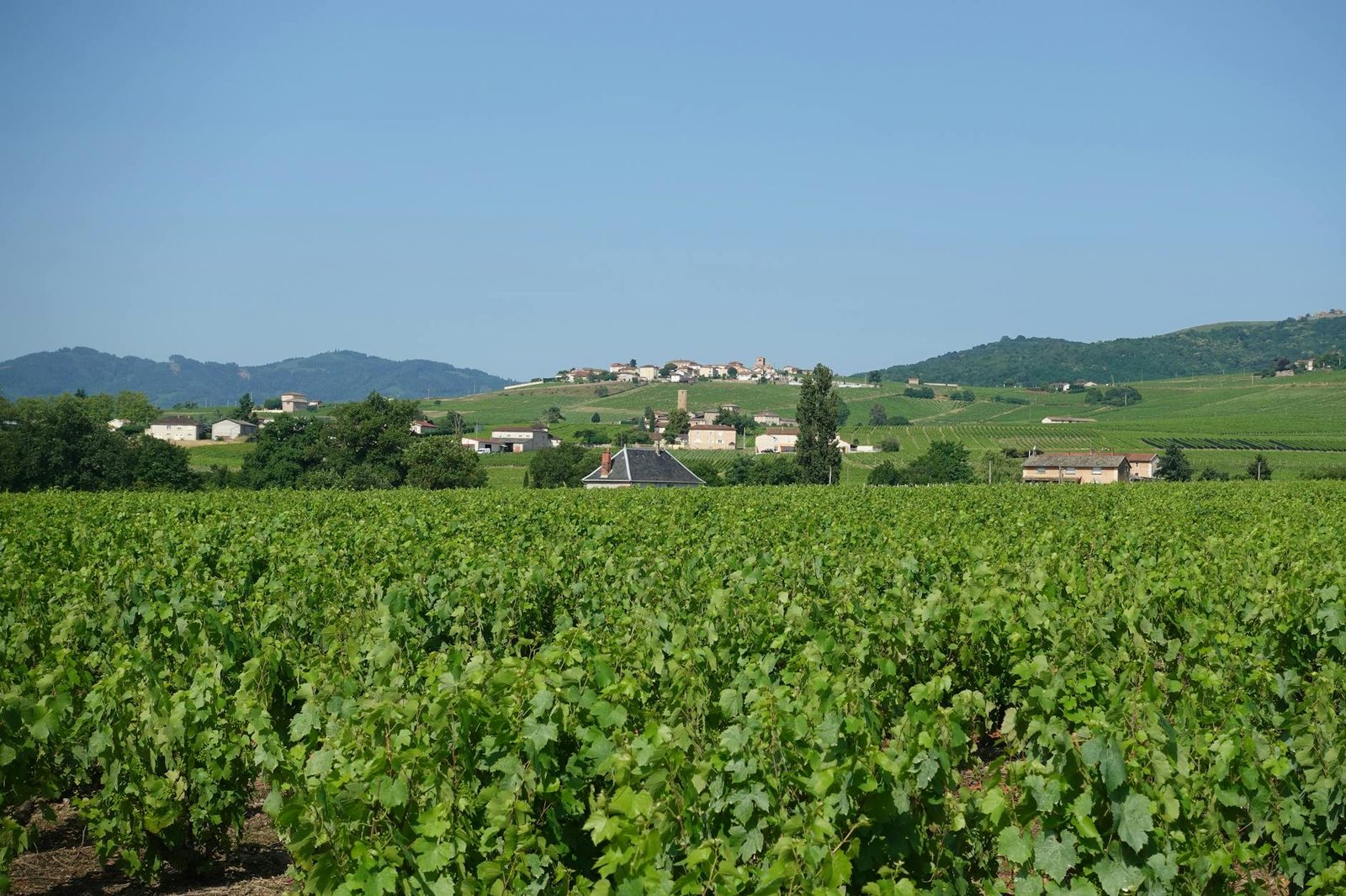 Domaine Trapet Père et Fils
