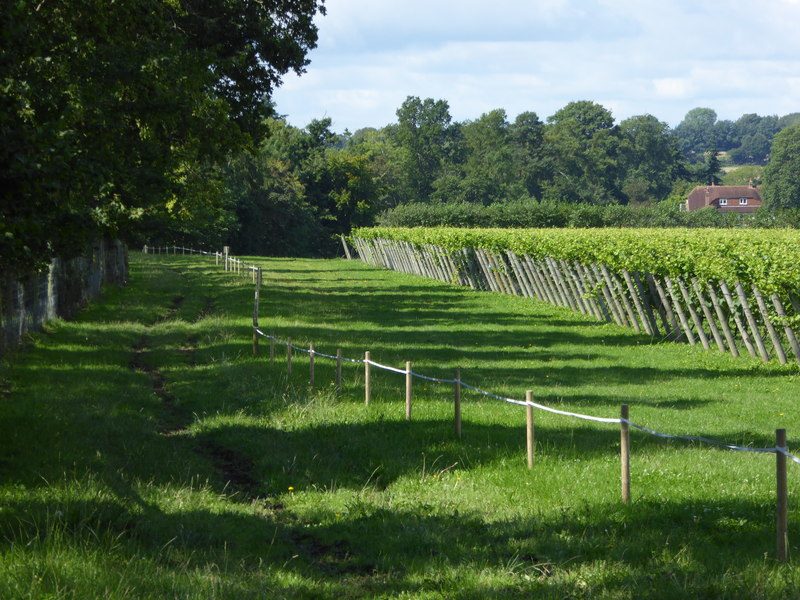 Bridleway goes west in Nyetimber Vineyard - geograph.org.uk - 4641540