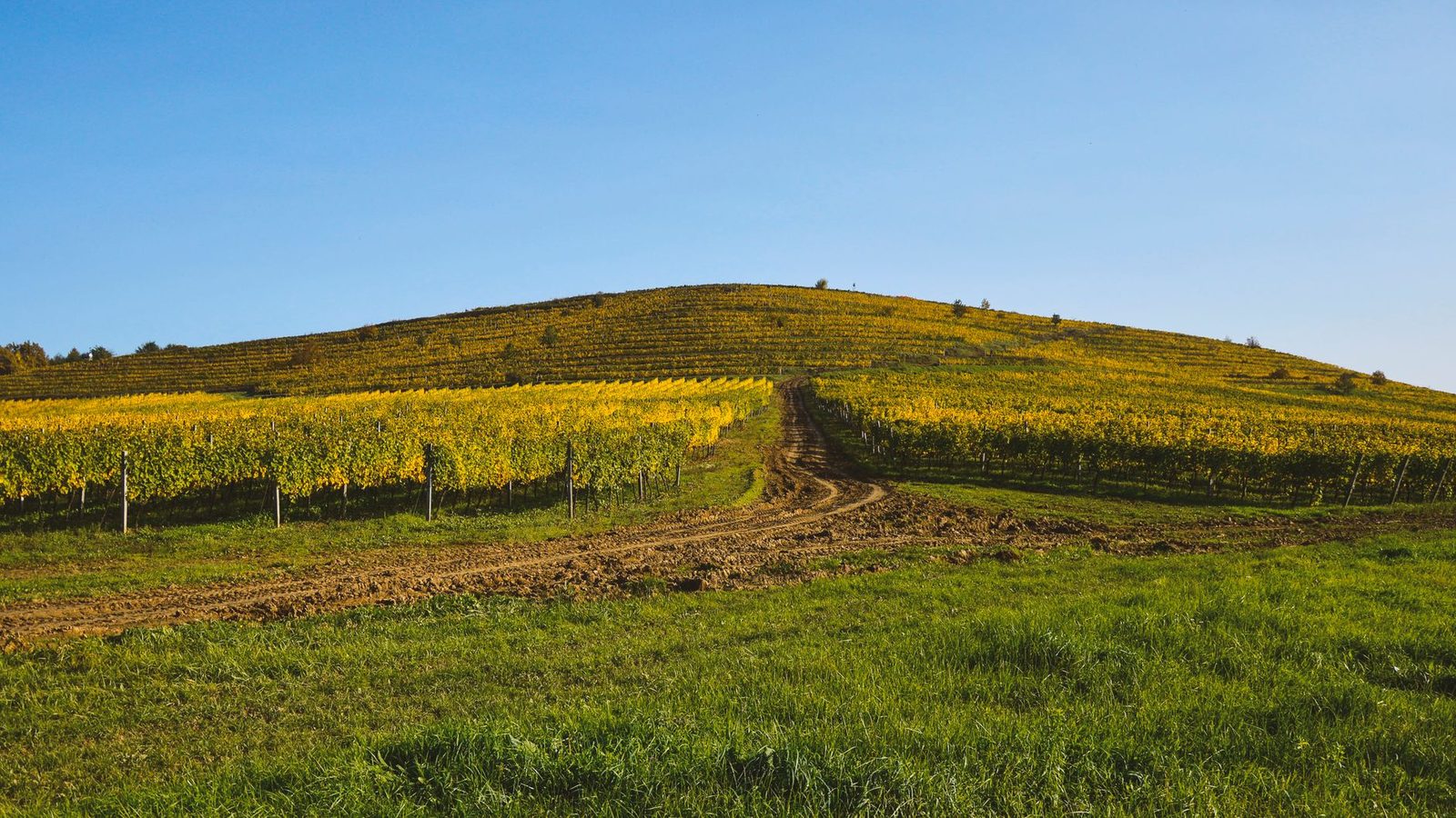 Scenic view of vineyard on a hill with clear blue skies, ideal for agriculture stock.