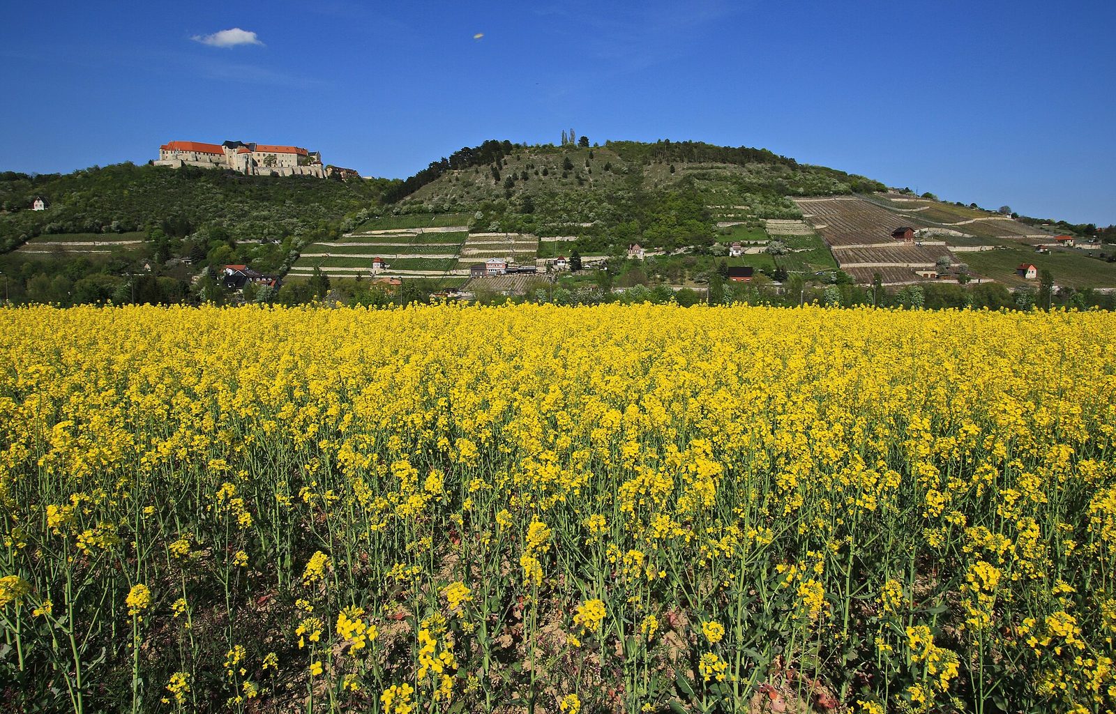 Agrarlandschaft im Naturpark Saale-Unstrut-Triasland 2H1A0176OB