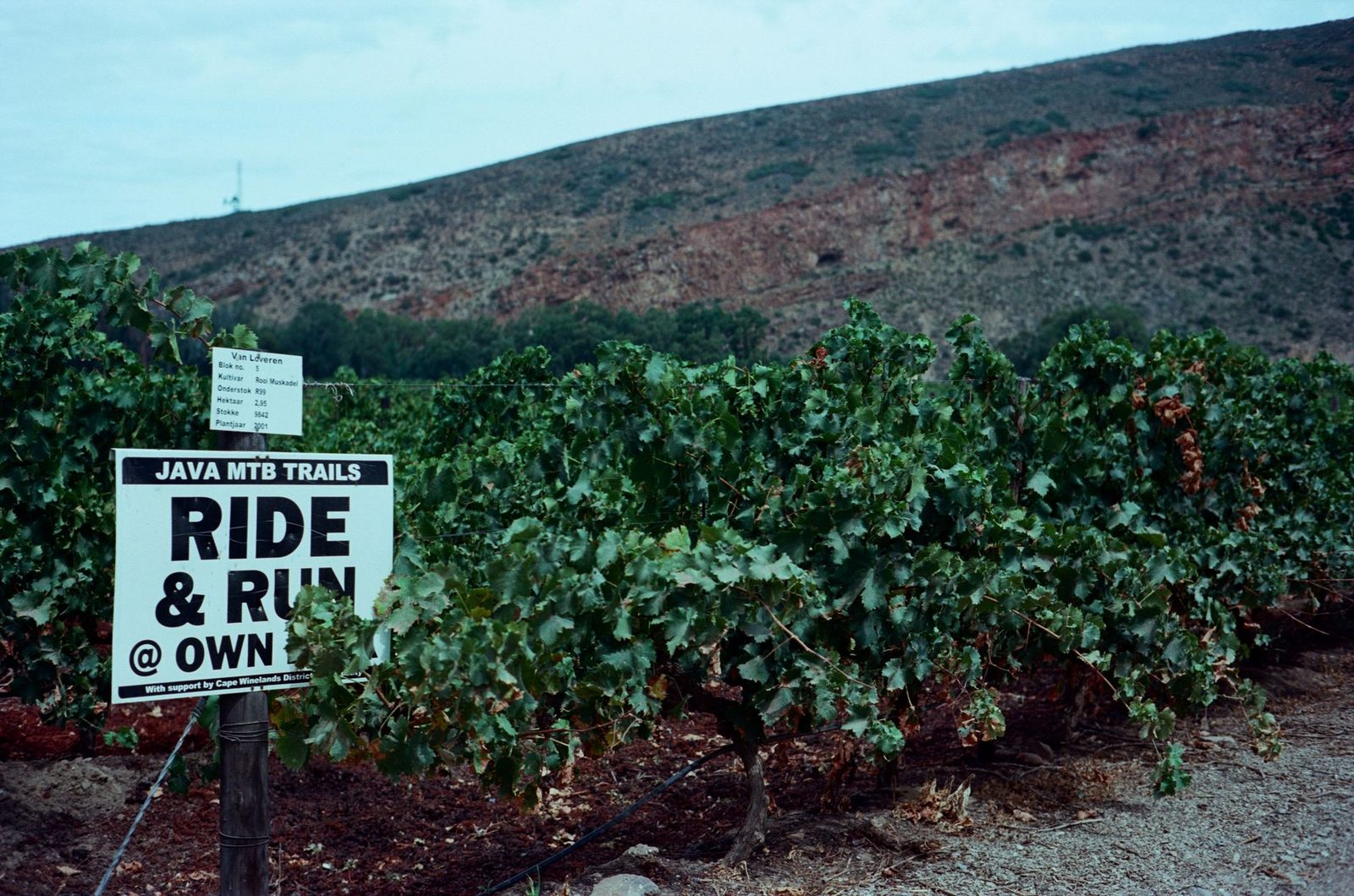Lush vineyard with a trail sign against the backdrop of South African hills.