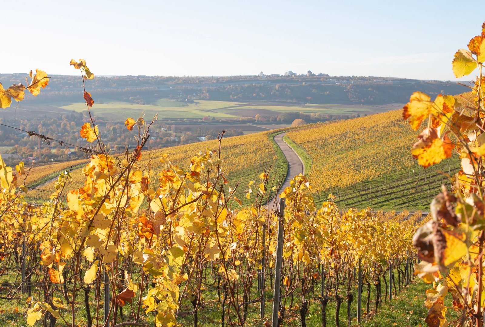 A scenic autumn view of a vineyard with yellow leaves and a winding pathway under a clear sky.