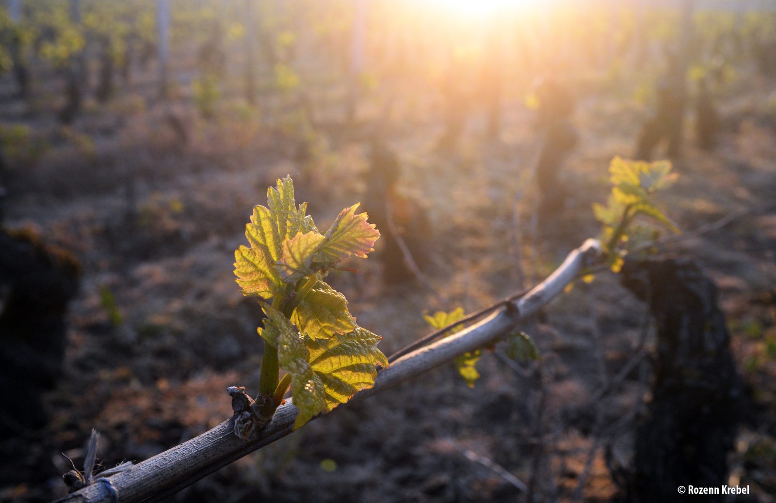 Gevrey-Chambertin Nuits-St-Georges - Découvrez la Côte de Nuits
