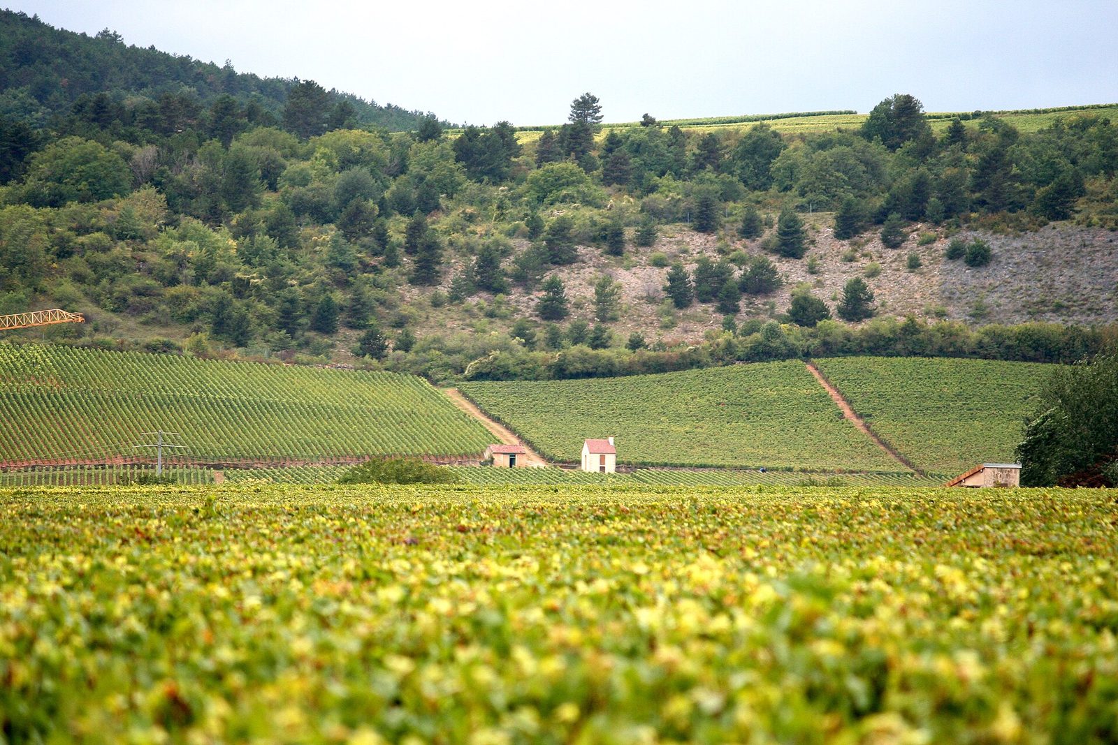 Vineyards of the Côte d'Or rolling toward a stone cabotte in Burgundy