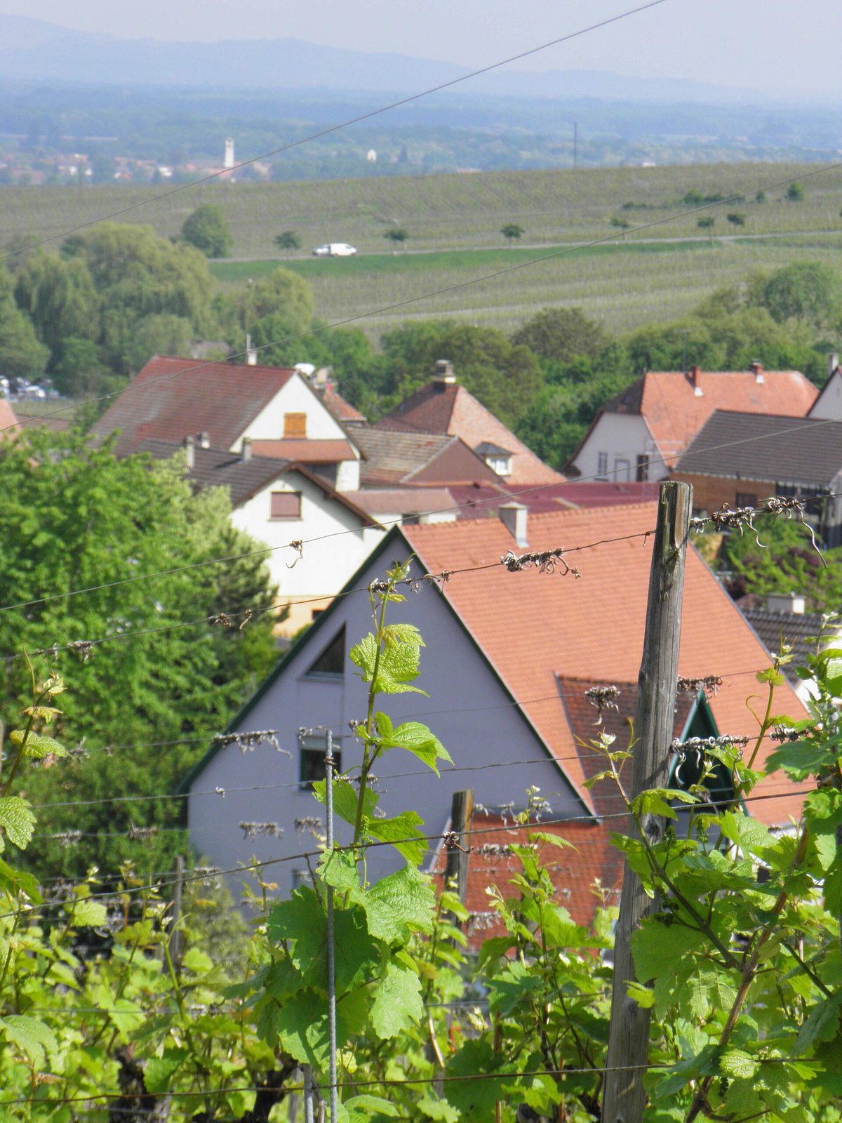 Vignes (Hunawihr) (1)