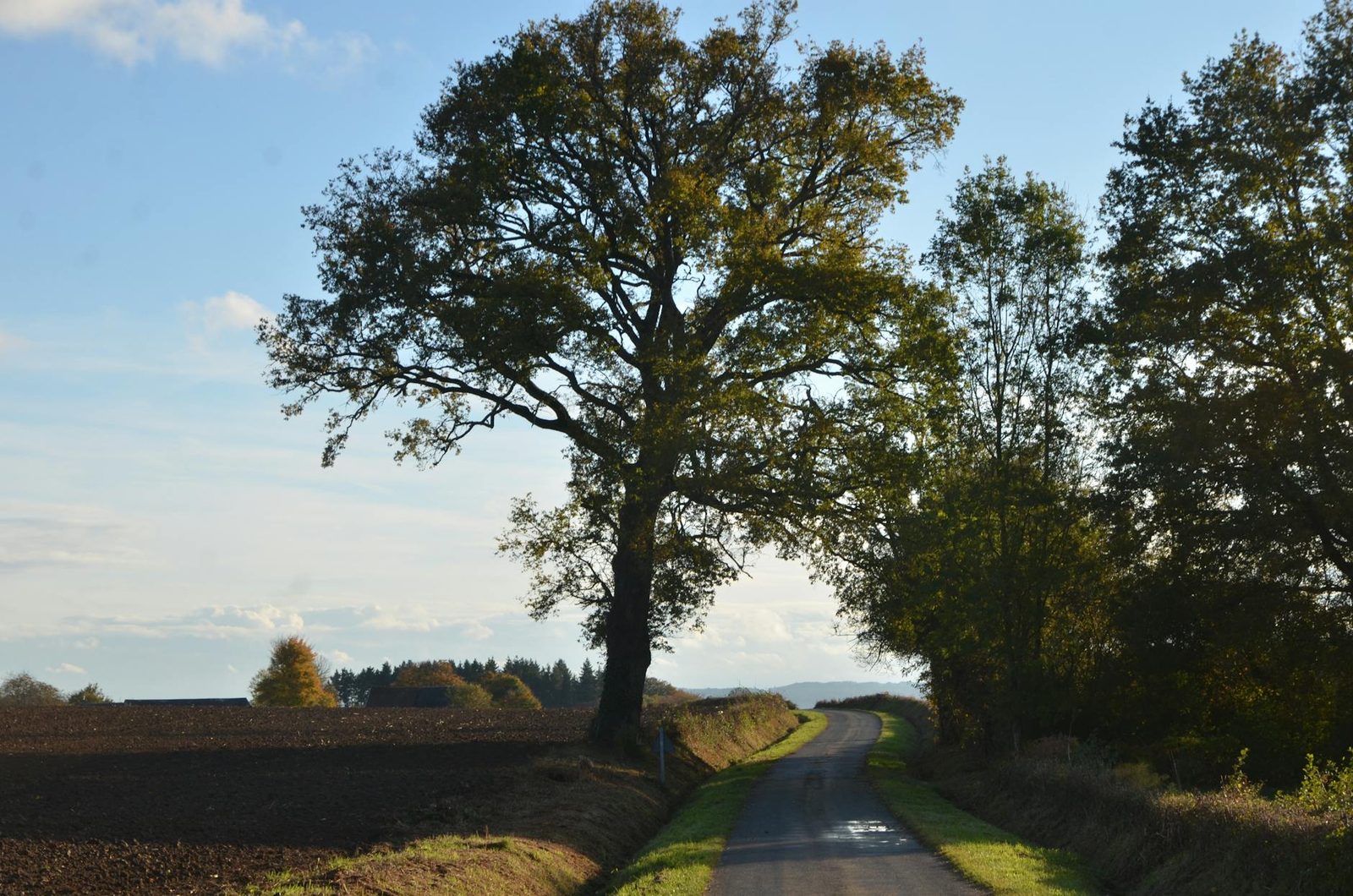 A scenic rural road flanked by lush trees and fields under a clear blue sky in France.