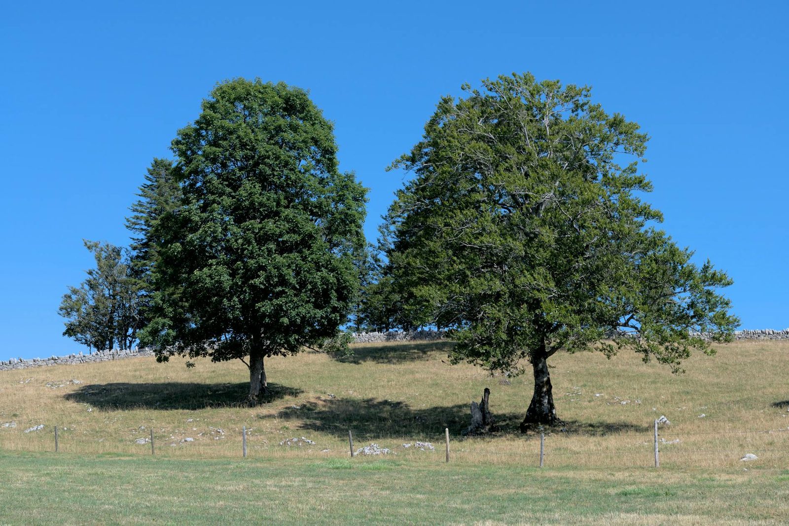 Serene summer landscape featuring two lush trees under a clear blue sky.