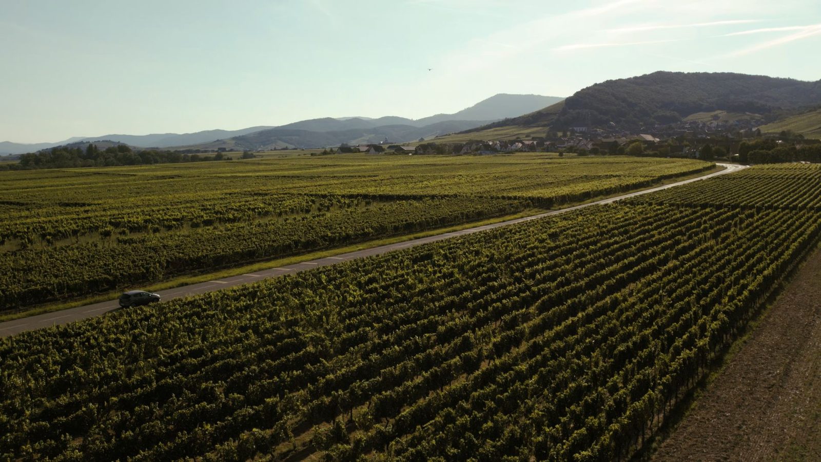 Expansive aerial view of vineyards in Orschwiller, Grand Est, with a road and hills.