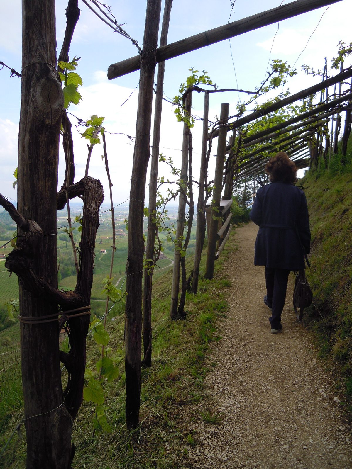 Ai confini del Friuli, a Valdobbiadene, per il Prosecco...
