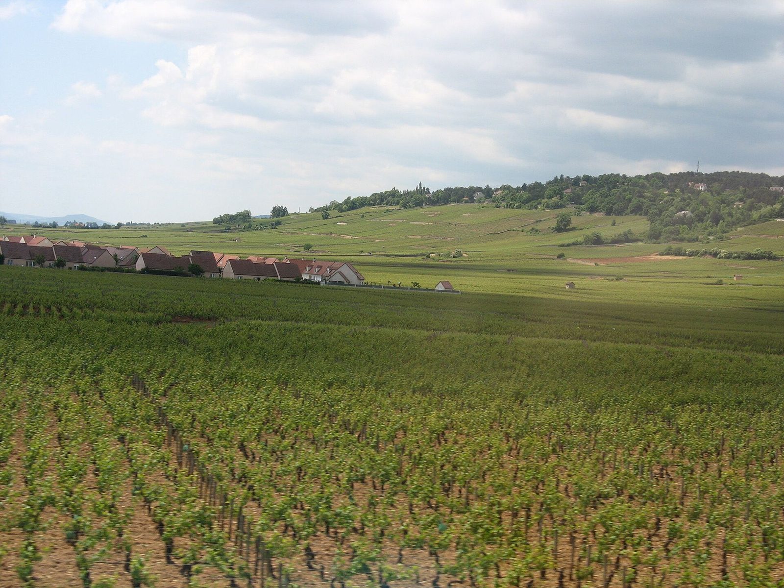 Burgundy Vineyards, Cote d'Or, Beaune, France