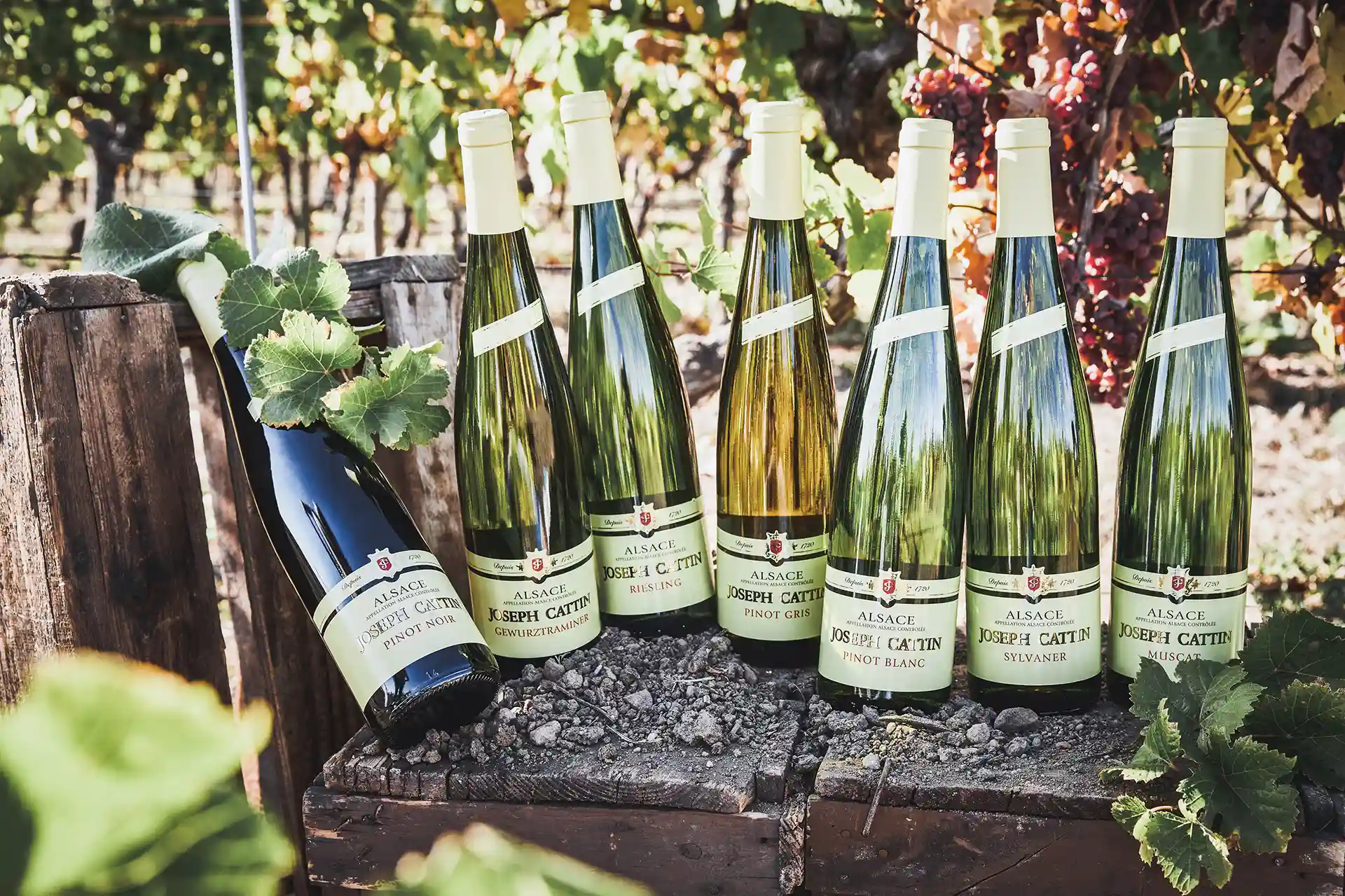 Joseph Cattin - Vins et crémants d'Alsace