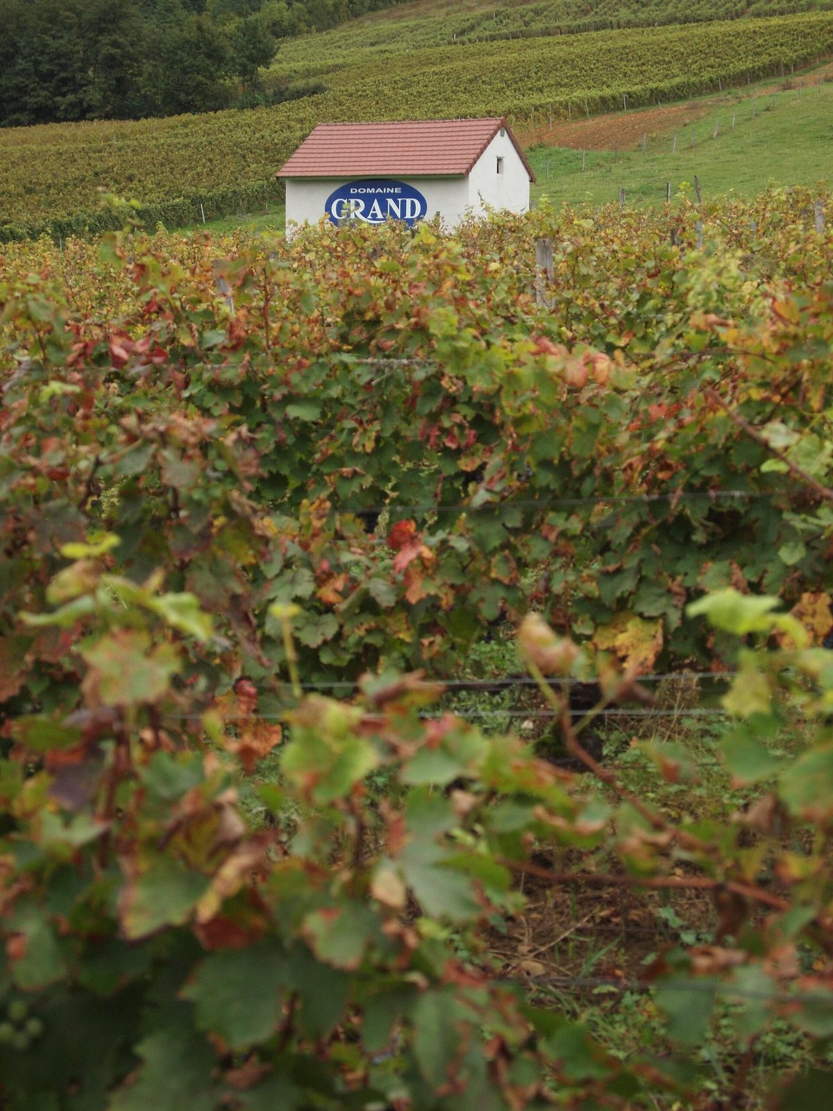 Bodegas Grand vineyard in Passenans, Jura, France