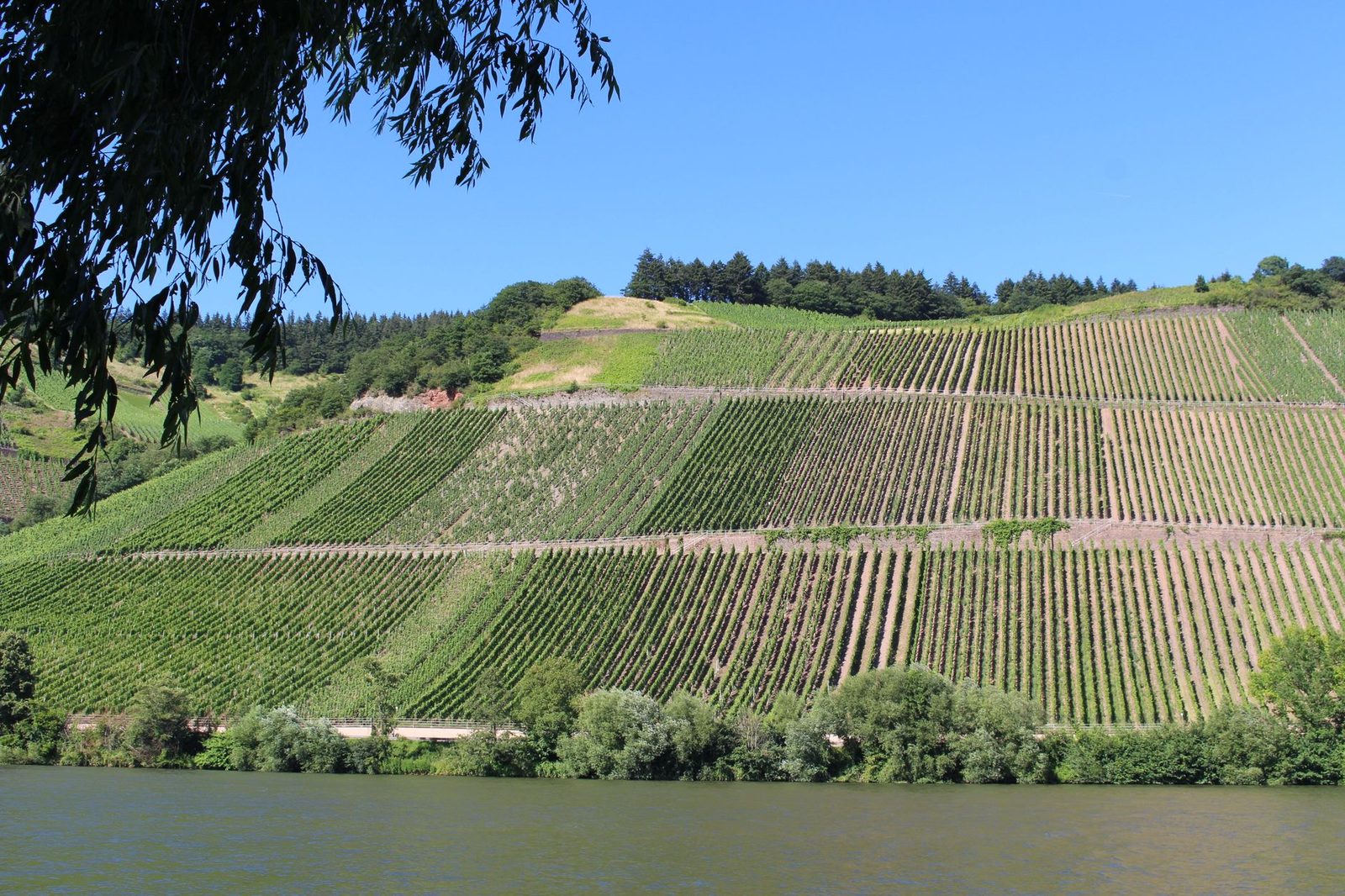 Picturesque vineyards in Longuich, Rheinland-Pfalz during summer by the Mosel River.