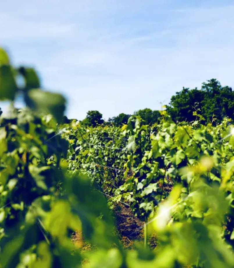 Welcome | Champagne Mercier