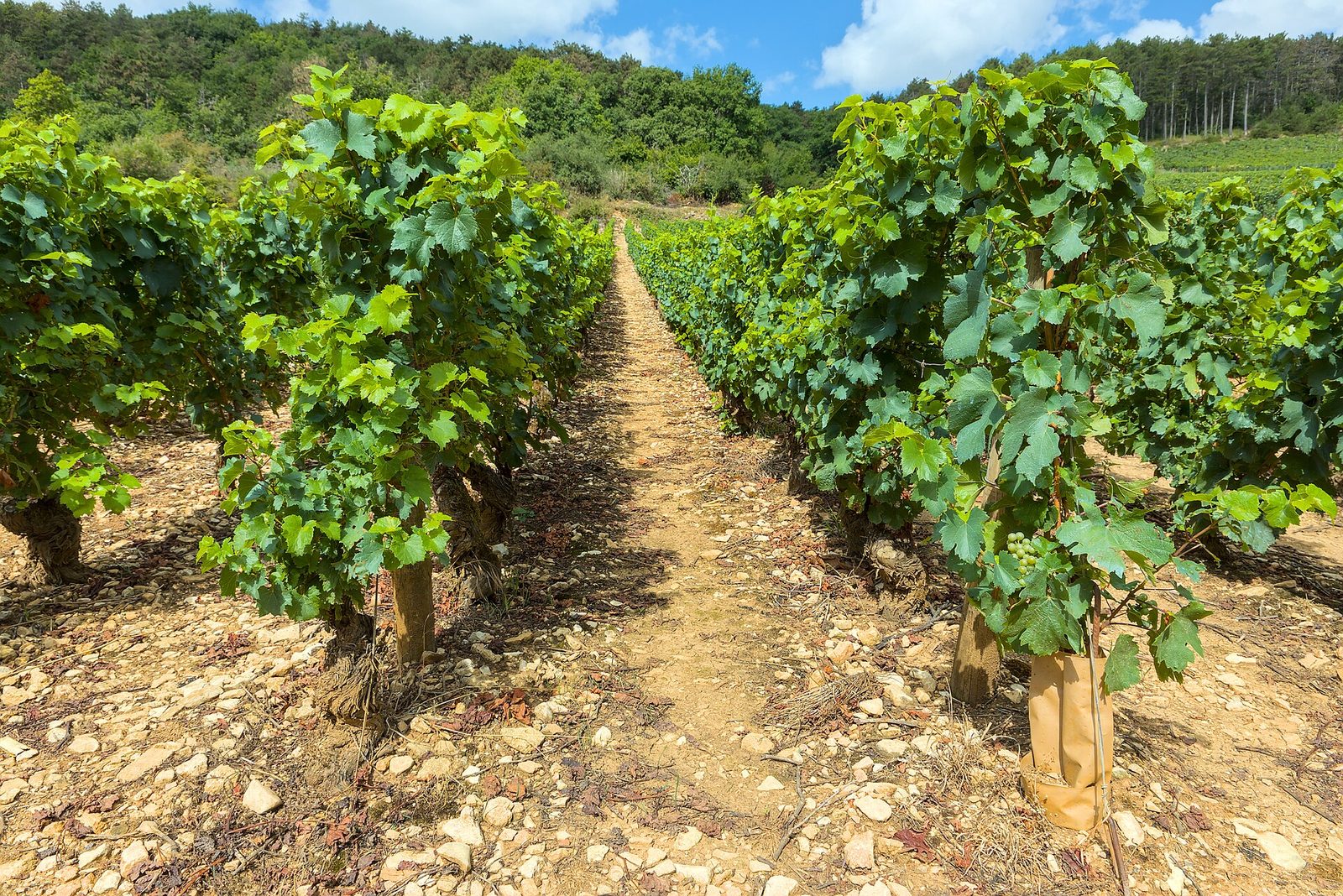 Meursault - Vineyards - 1