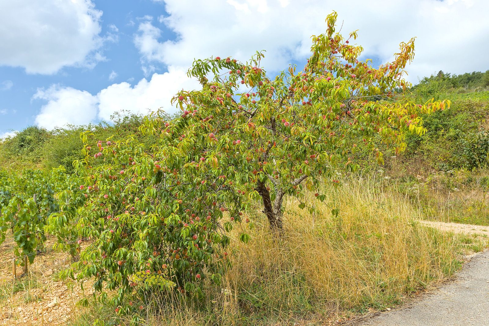 Meursault - Vineyards - 2
