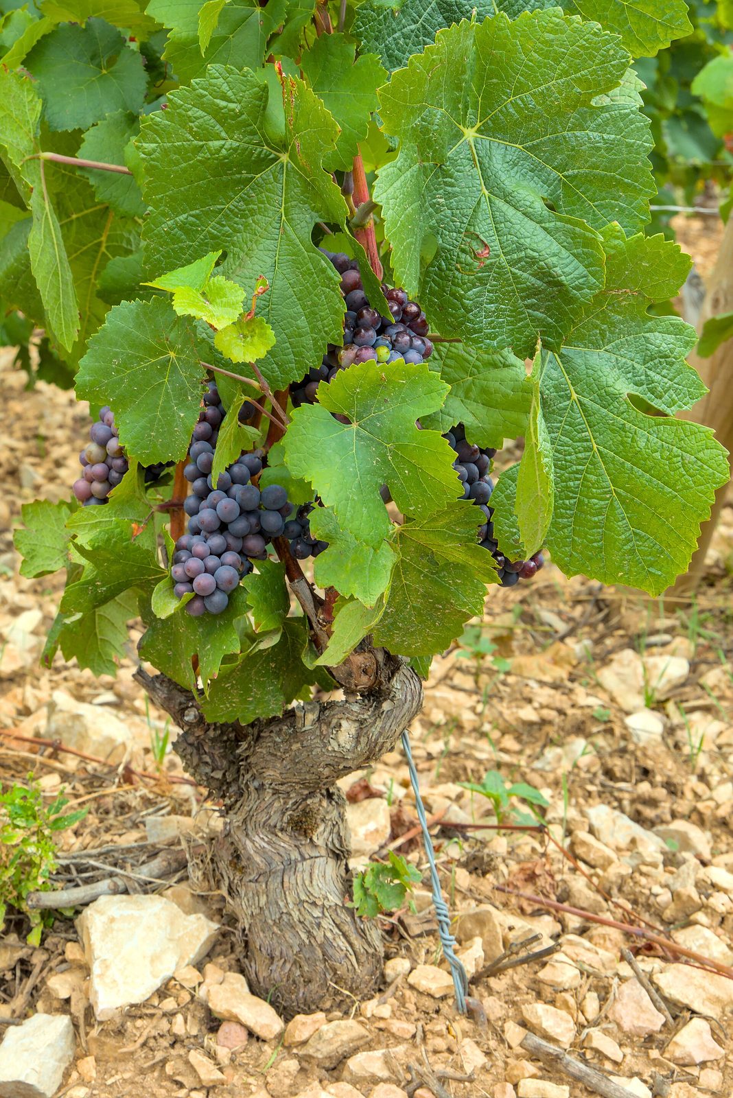 Meursault - Vineyards - 3