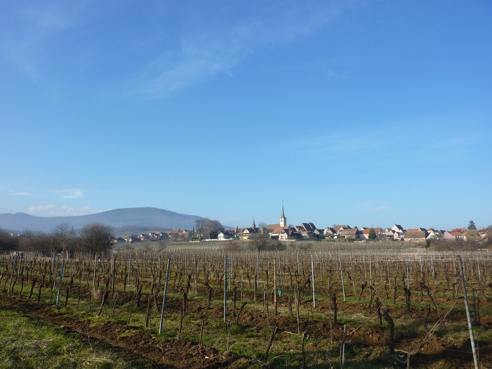 Mittelbergheim, Feb 2015