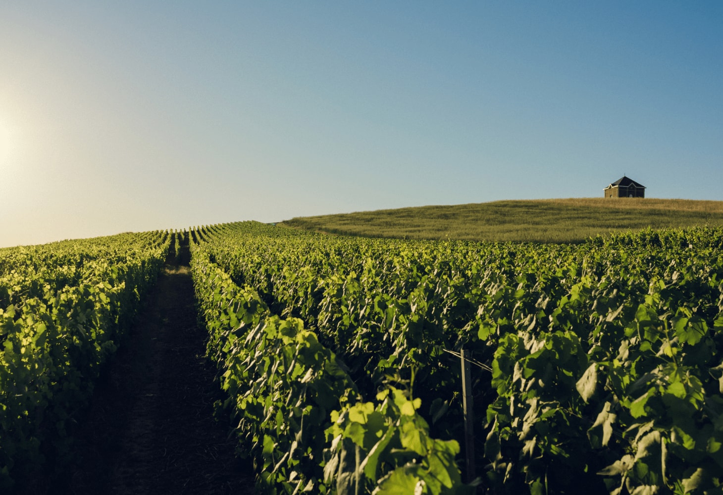 Discover our Champagnes Moët & Chandon | Moët & Chandon
