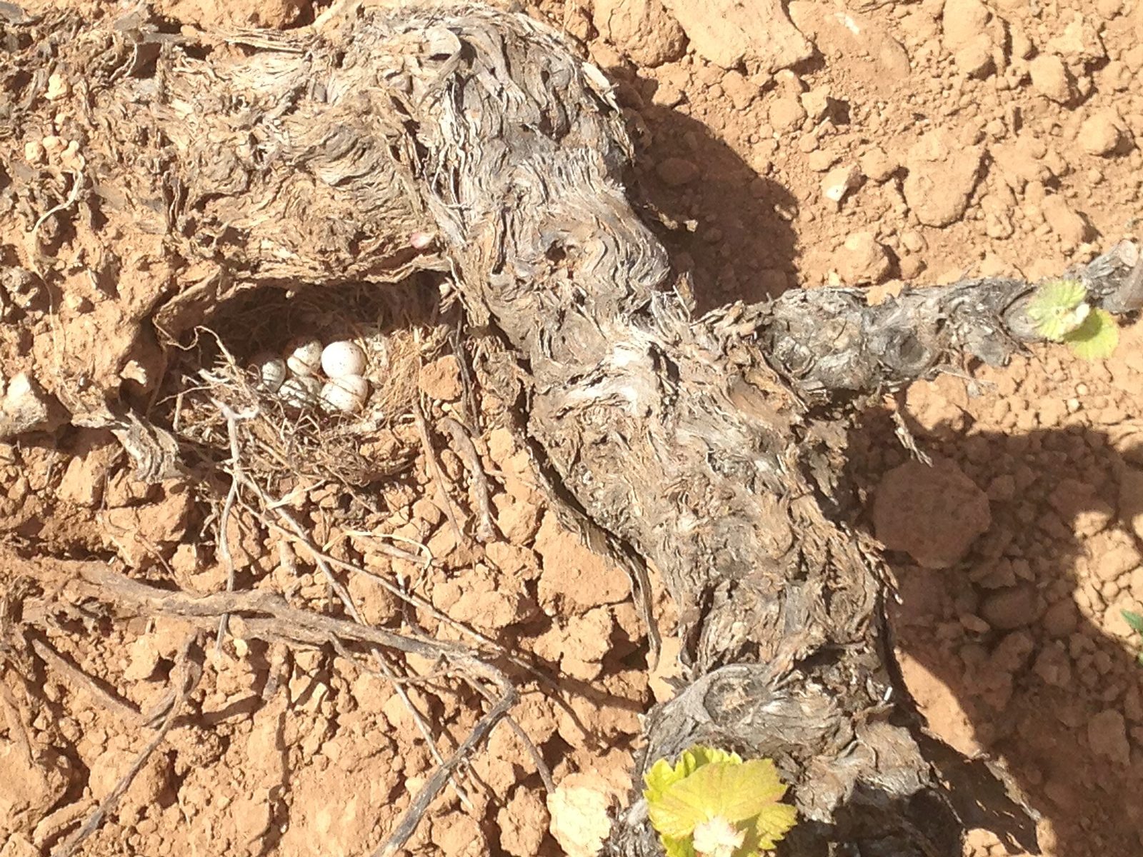 Cepas Viejas Ecológicas y nido de la familia los aláudidos en la Sierra de Salinas, Yecla (Murcia)