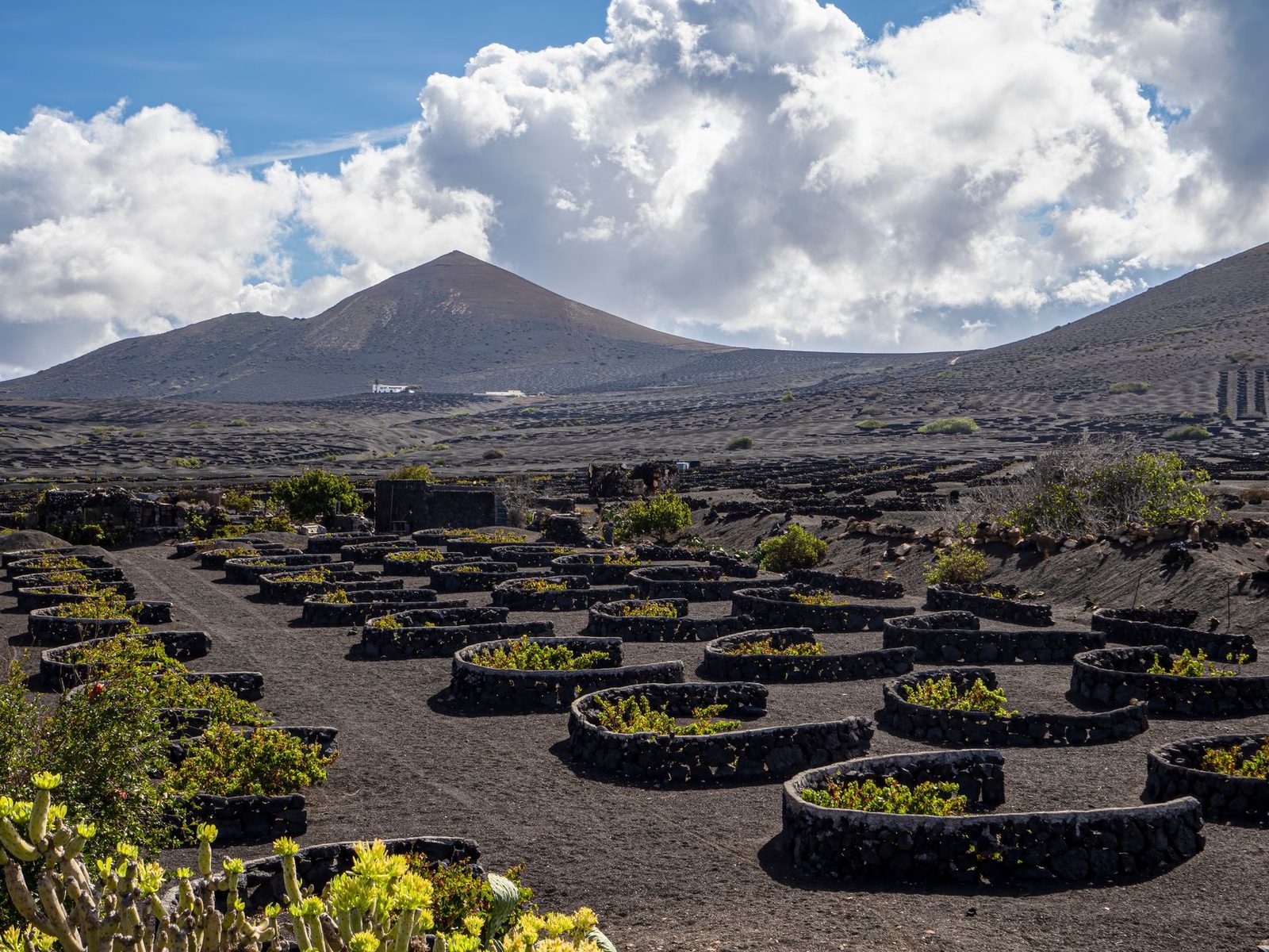 Lush vineyards in Lanzarote, Spain set against volcanic mountains under a bright sky.