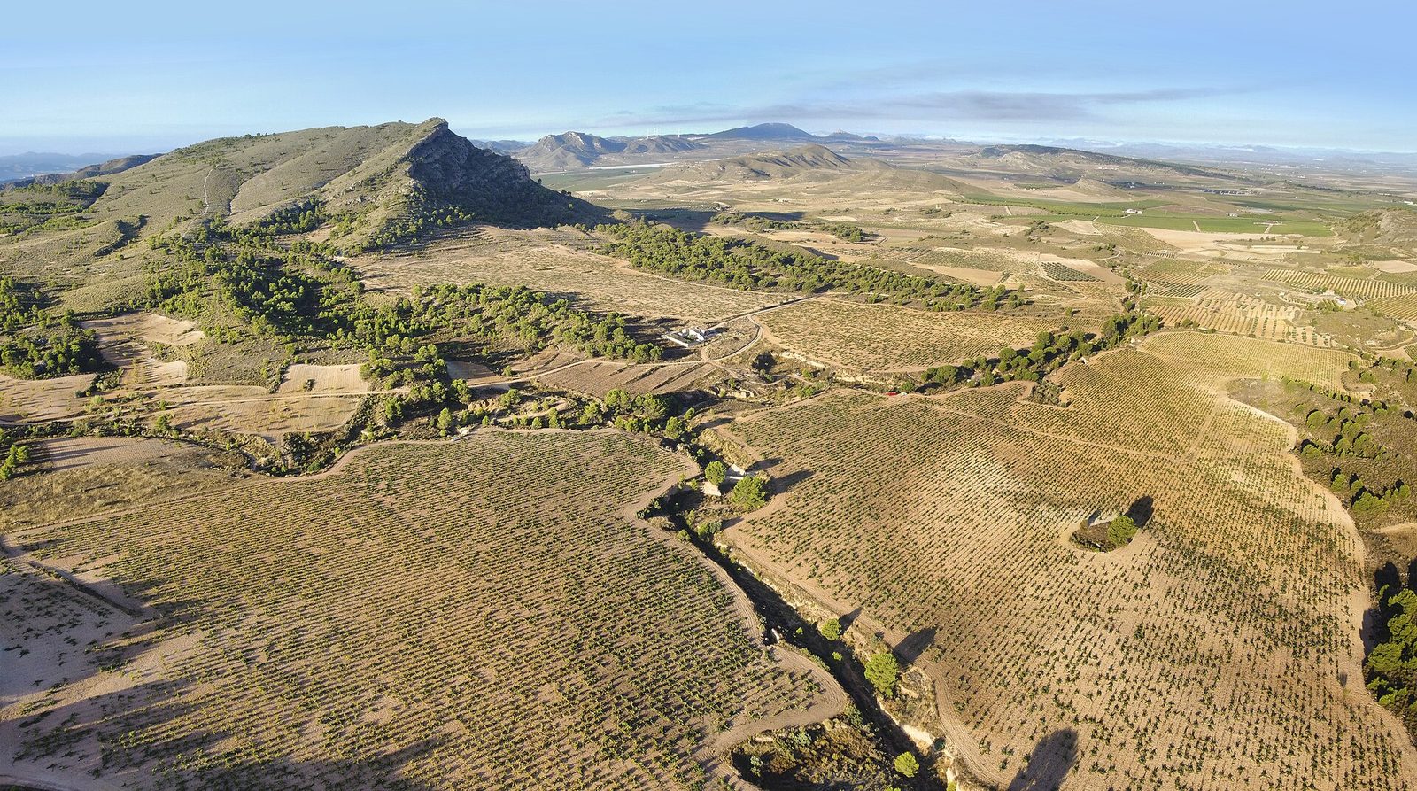 Viñedos de Finca CQ (Casa Quemada) en Jumilla, Murcia, España