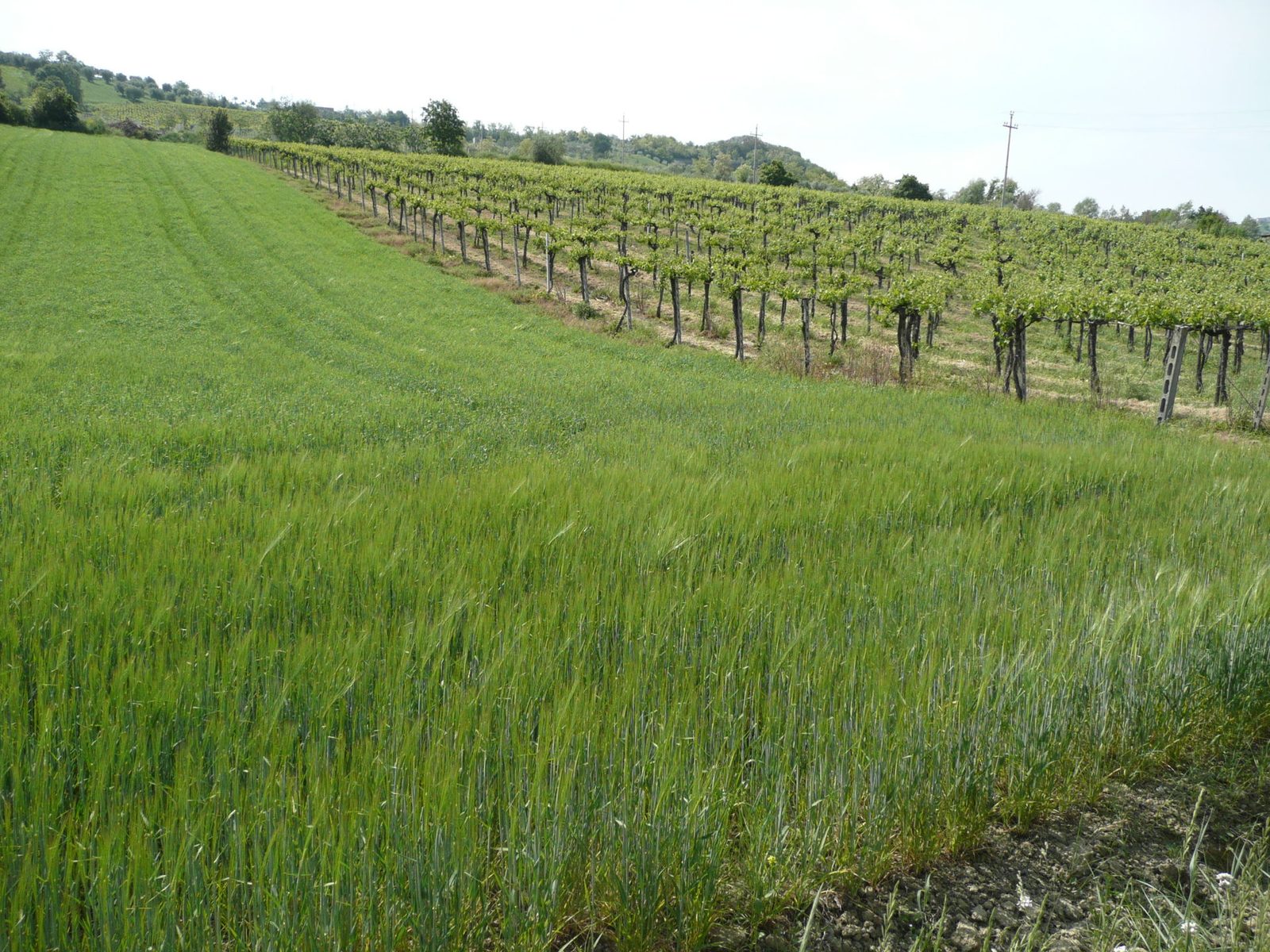 Controguerra vineyards