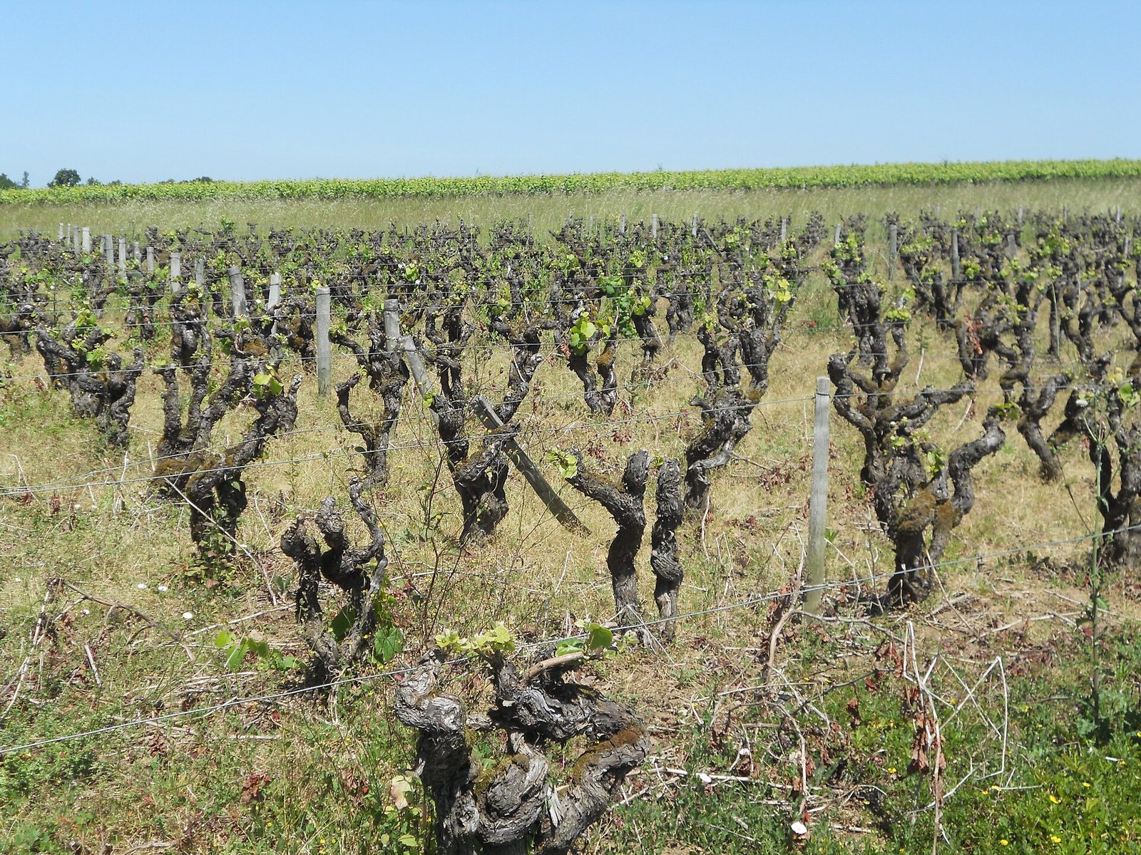 Muscadet old vines bud break